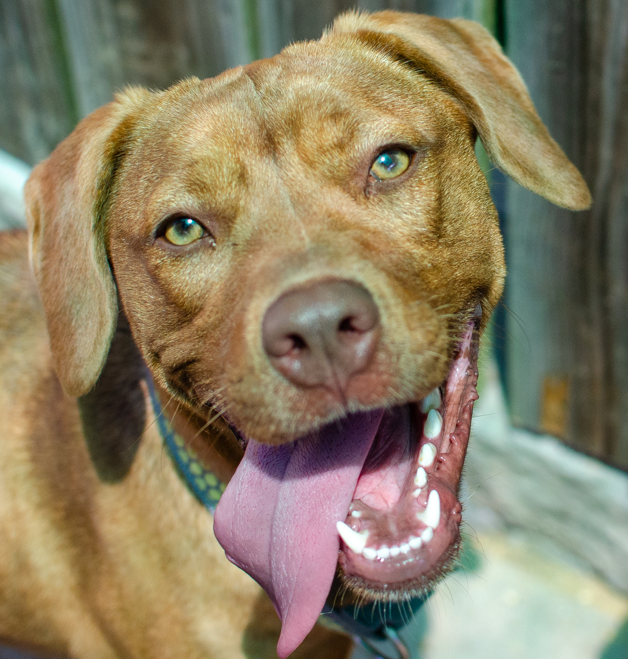 Holly, Adopted, Young Female Labrador Retriever & Terrier.