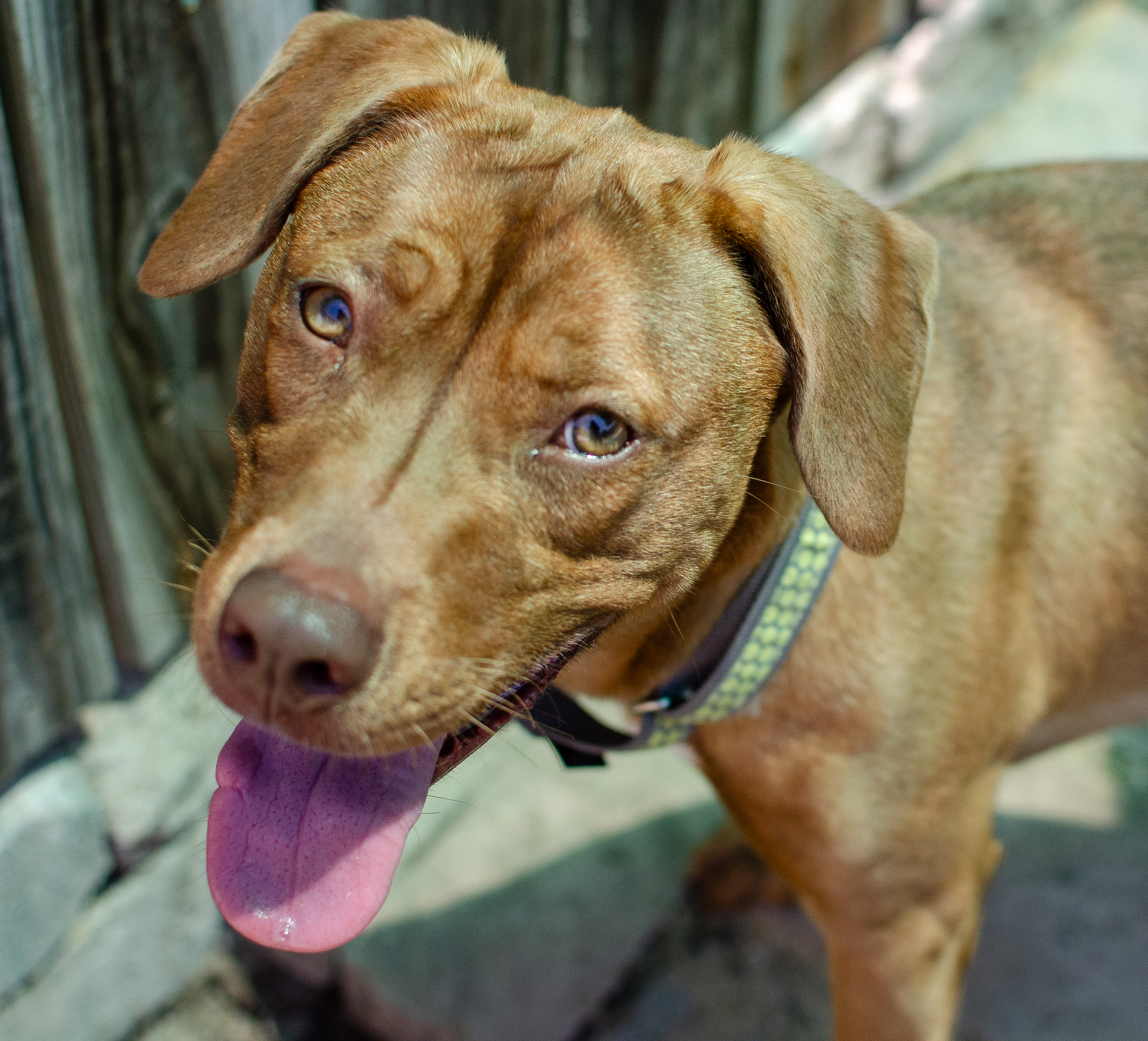 Holly, a Adopted mixed breed in Midlothian, VA image 4/4
