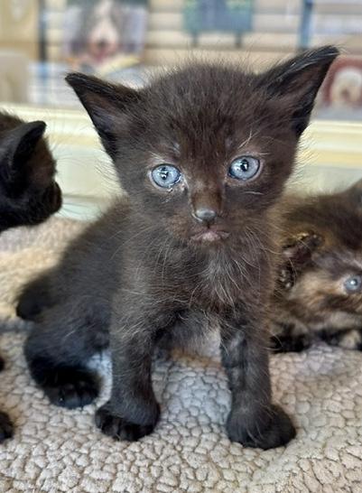 Enlarge Garth, a Adopted Domestic Medium Hair in Sherman Oaks, CA image 1/4