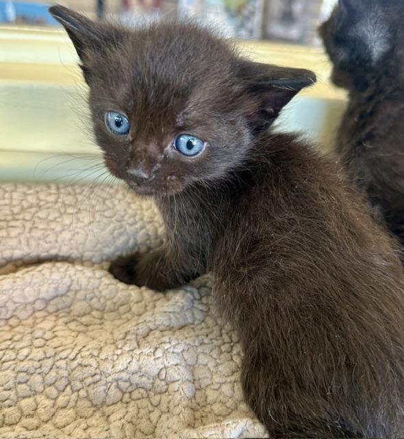 Enlarge Garth, a Adopted Domestic Medium Hair in Sherman Oaks, CA image 2/4