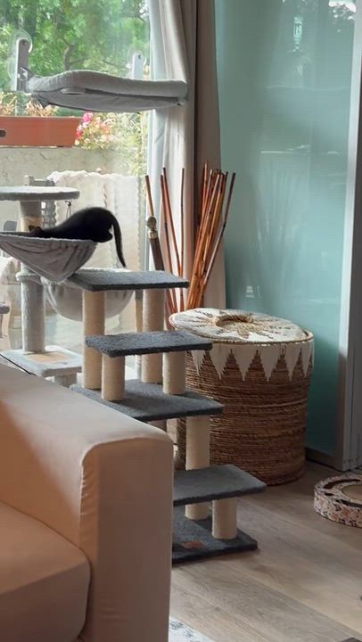 Enlarge Garth, a Adopted Domestic Medium Hair in Sherman Oaks, CA video 4/4