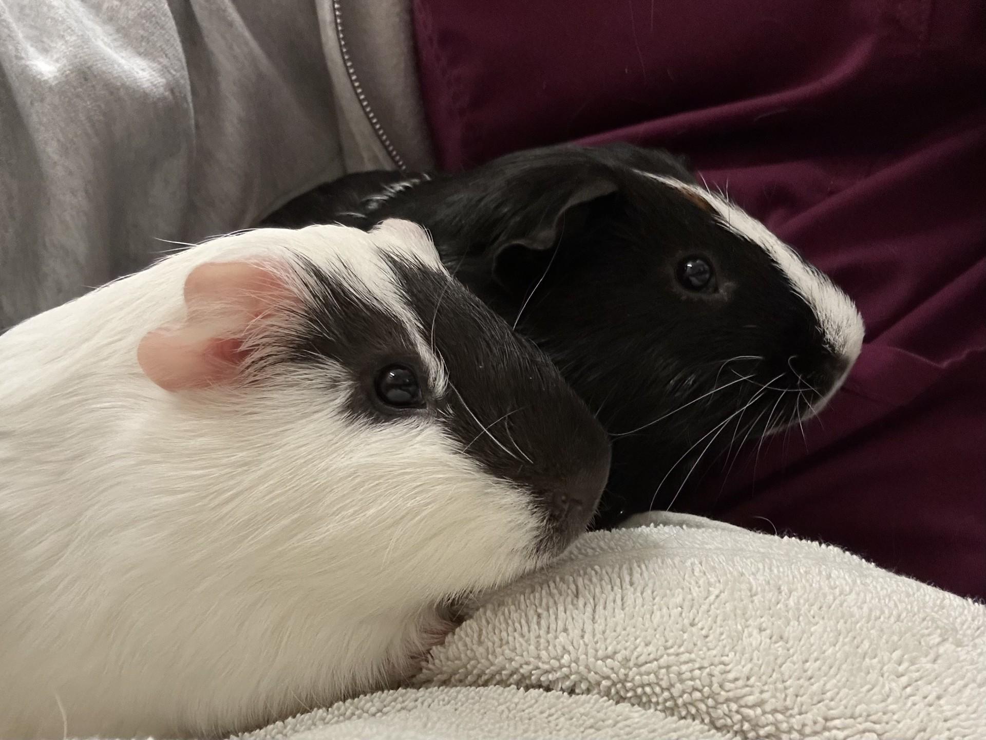 George Michael and Gob, an adopted Guinea Pig in Clayton, NJ image 4/4