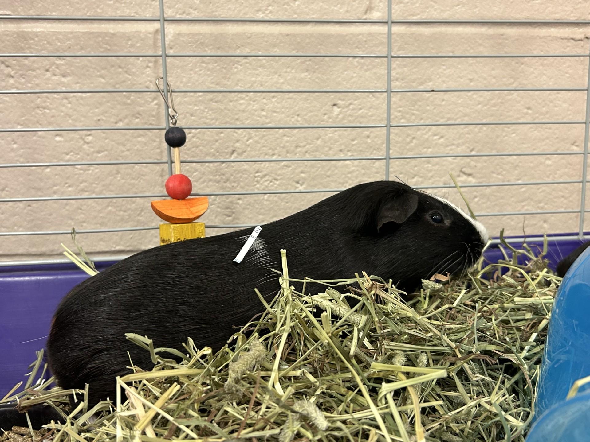 George Michael and Gob, an adopted Guinea Pig in Clayton, NJ image 3/4