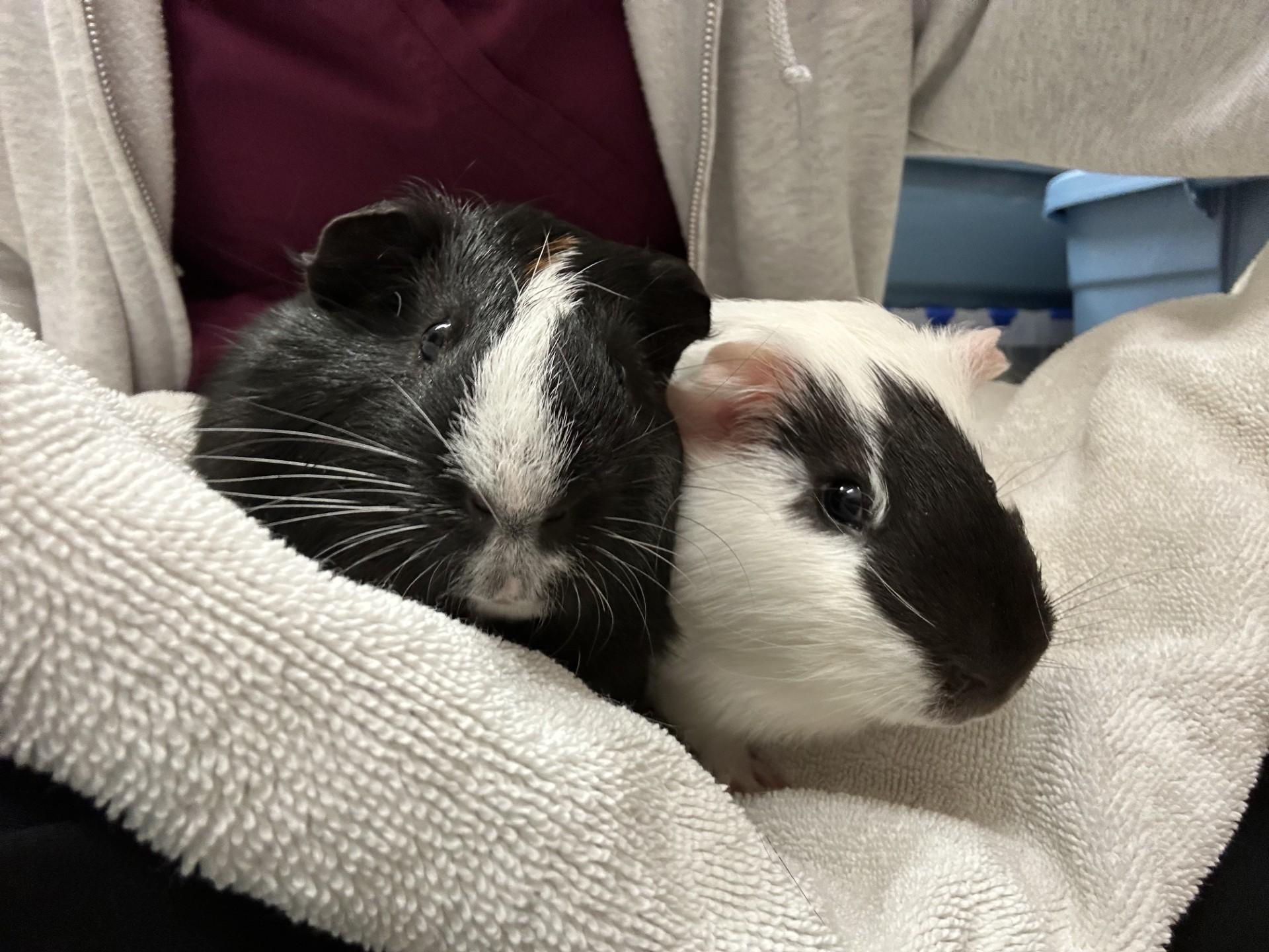 George Michael and Gob, adopted, Young Male Guinea Pig.