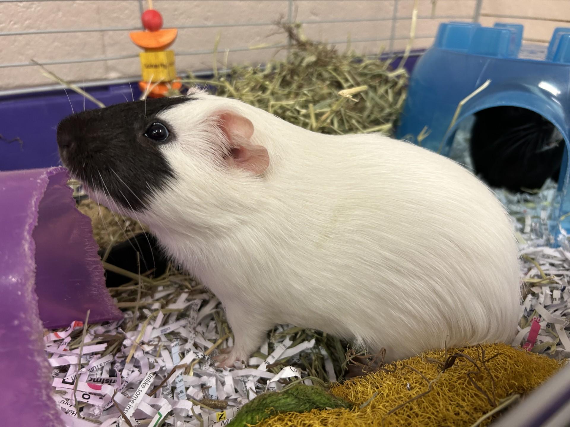 George Michael and Gob, an adopted Guinea Pig in Clayton, NJ image 2/4