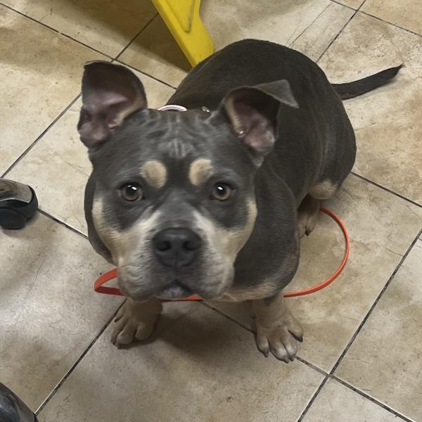 Jane (mcas), Adoptable, Adult Female Pit Bull Terrier.