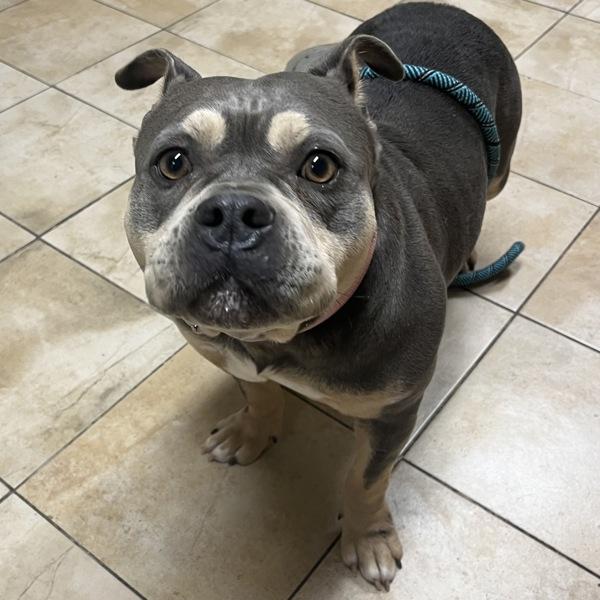 Enlarge Jane (mcas), a Adoptable mixed breed in Troutdale, OR image 2/3