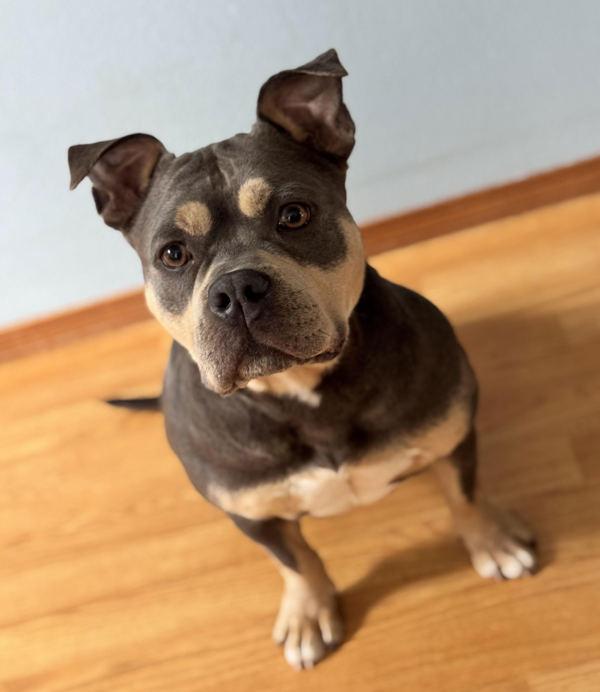 Enlarge Jane (mcas), a Adoptable mixed breed in Troutdale, OR image 3/3