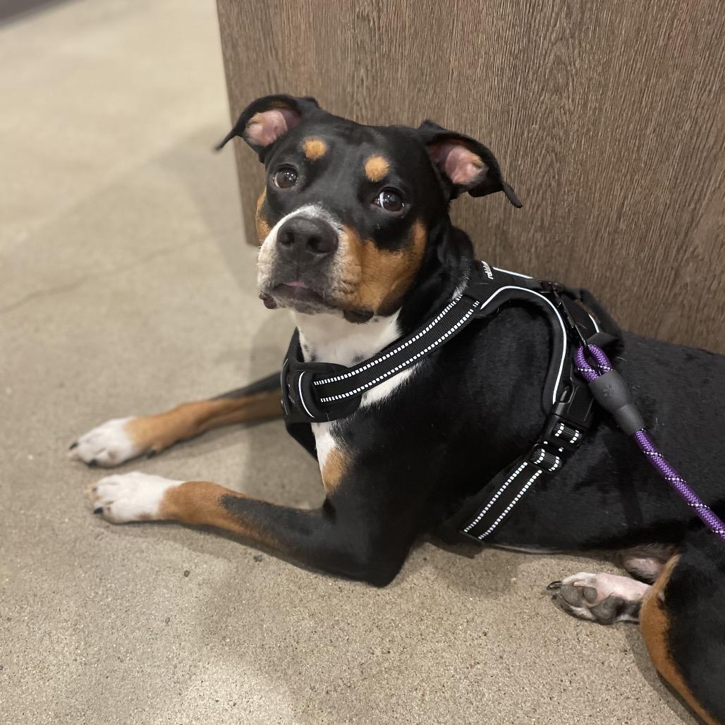 Gus, Adoptable, Adult Male Mixed Breed & None.