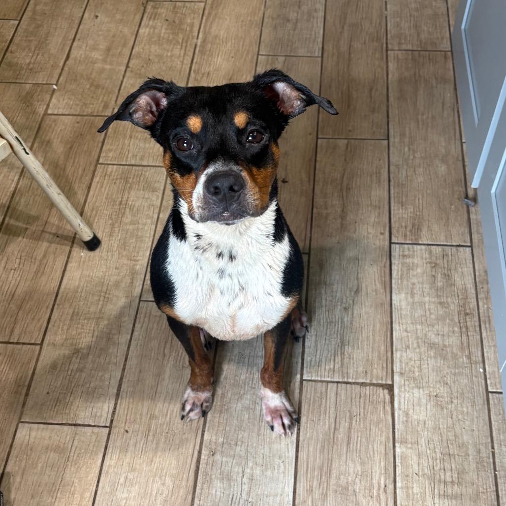 Enlarge Gus, a Adoptable Mixed Breed in Monroe Township, NJ image 6/6