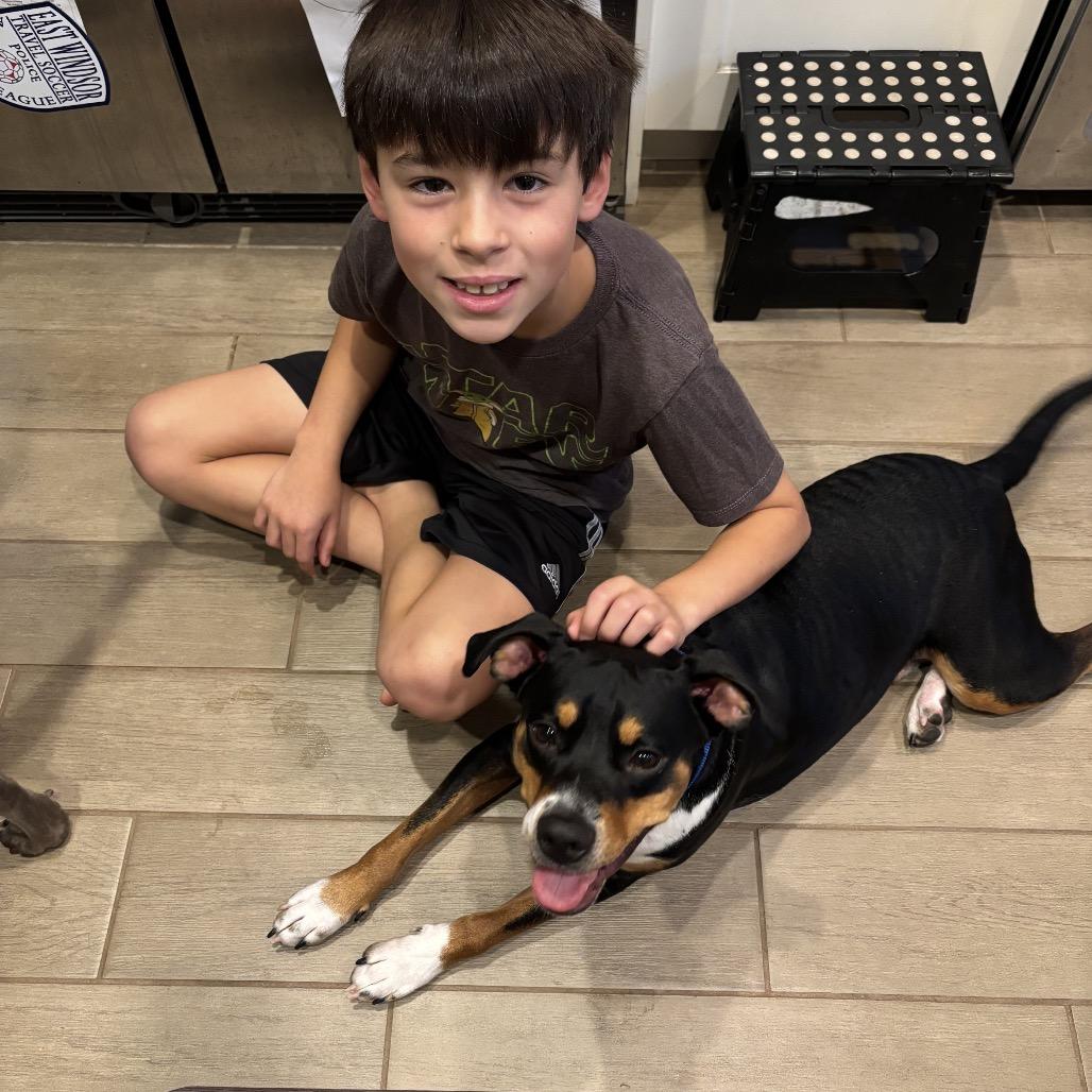 Enlarge Gus, a Adoptable Mixed Breed in Monroe Township, NJ image 5/6