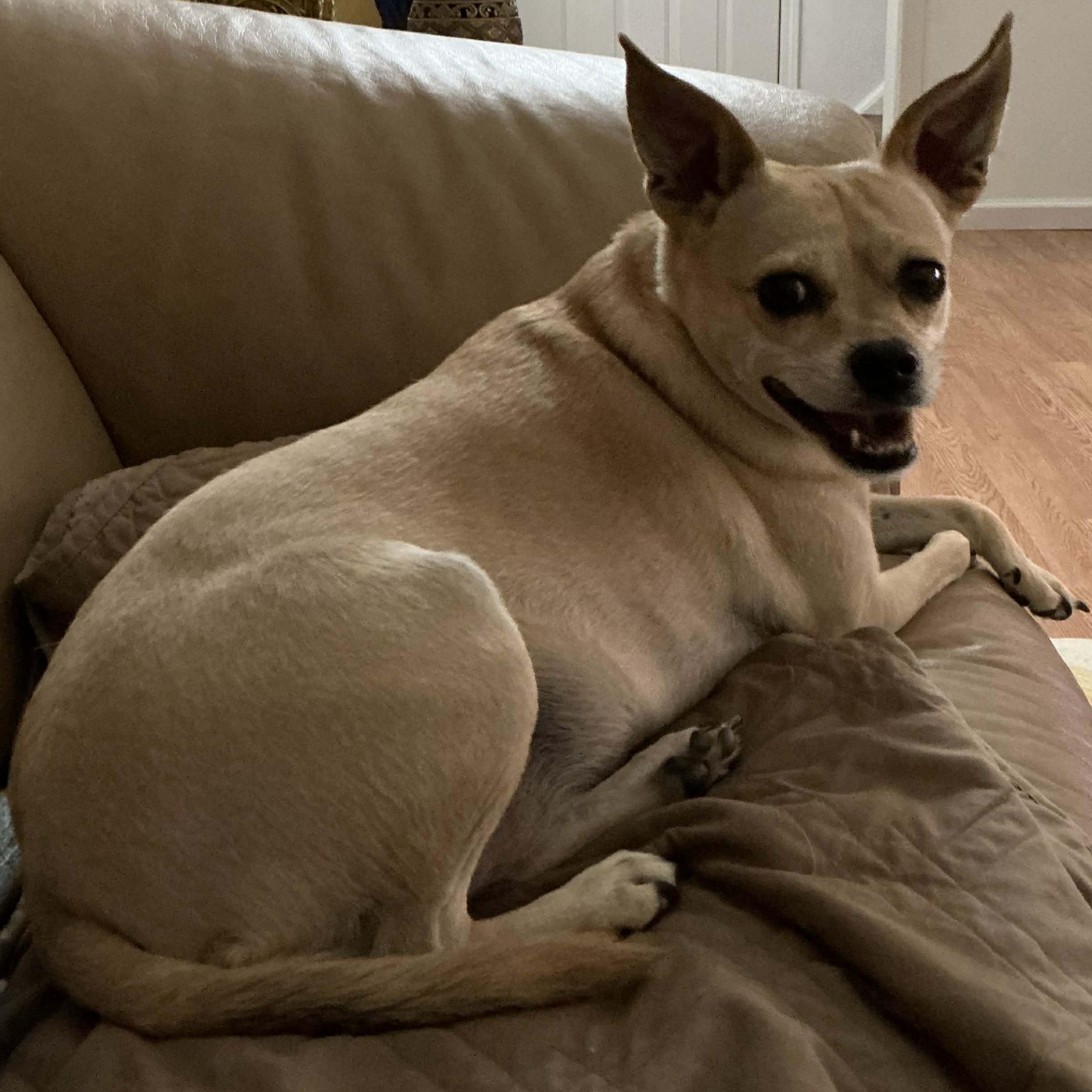 Pixie, a ADOPTABLE mixed breed in Rochester, NY image 2/4