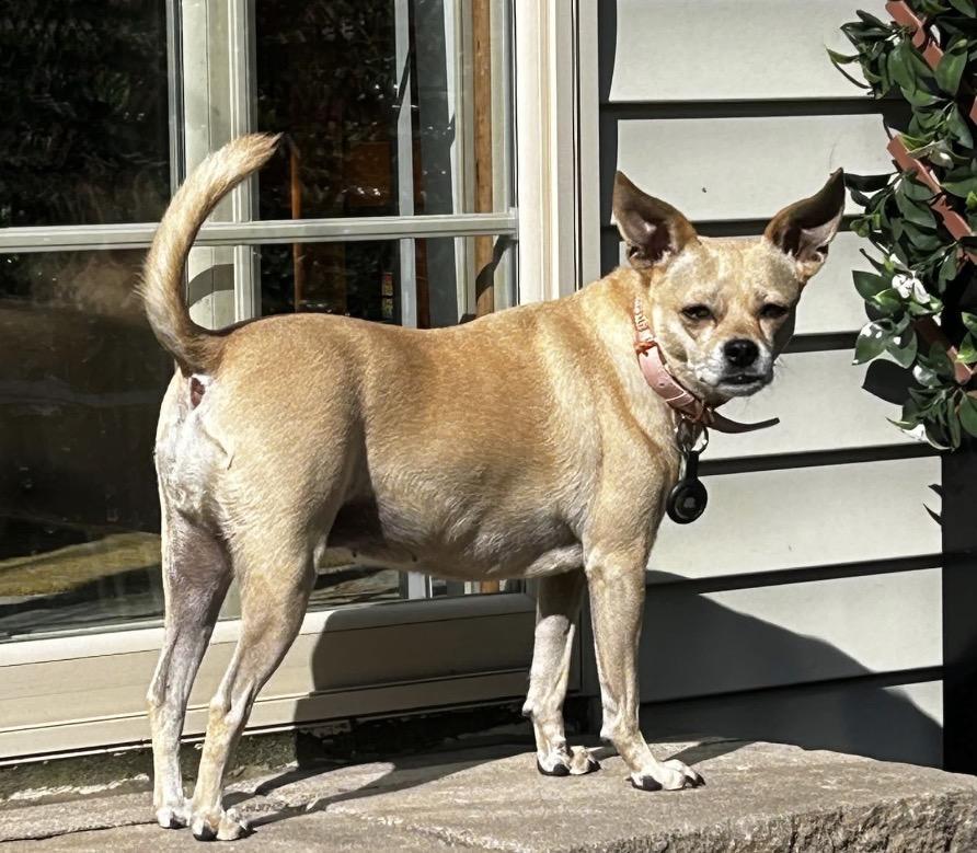 Pixie, a ADOPTABLE mixed breed in Rochester, NY image 6/6