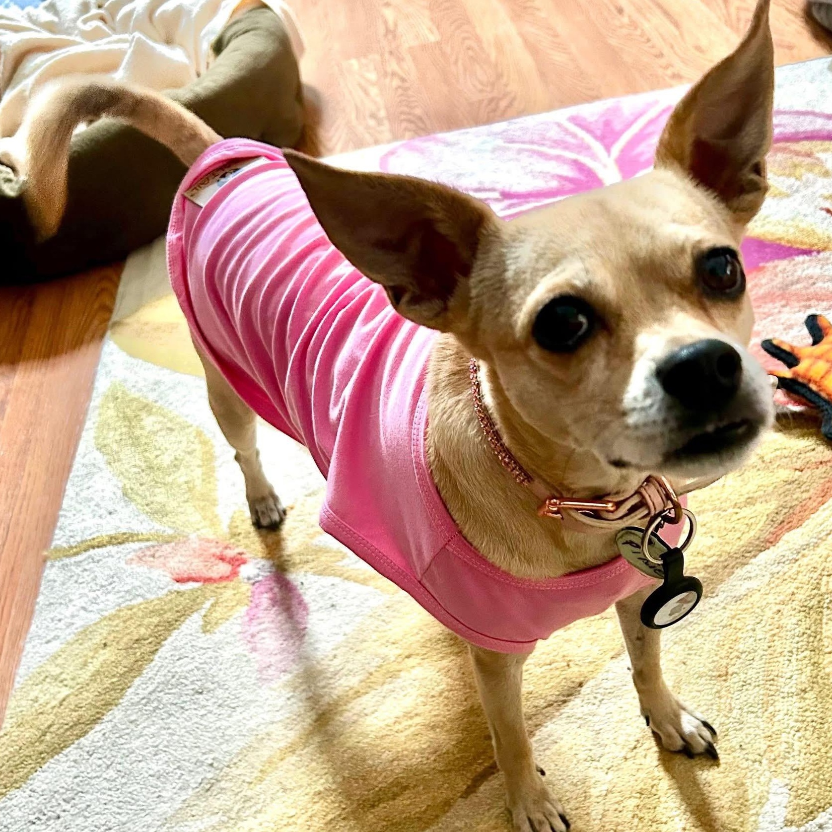 Pixie, ADOPTABLE, Senior Female Chihuahua.