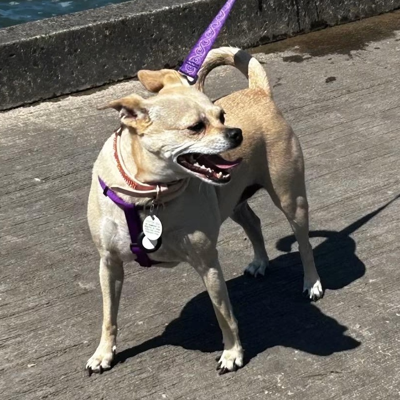 Pixie, ADOPTABLE, Senior Female Chihuahua.