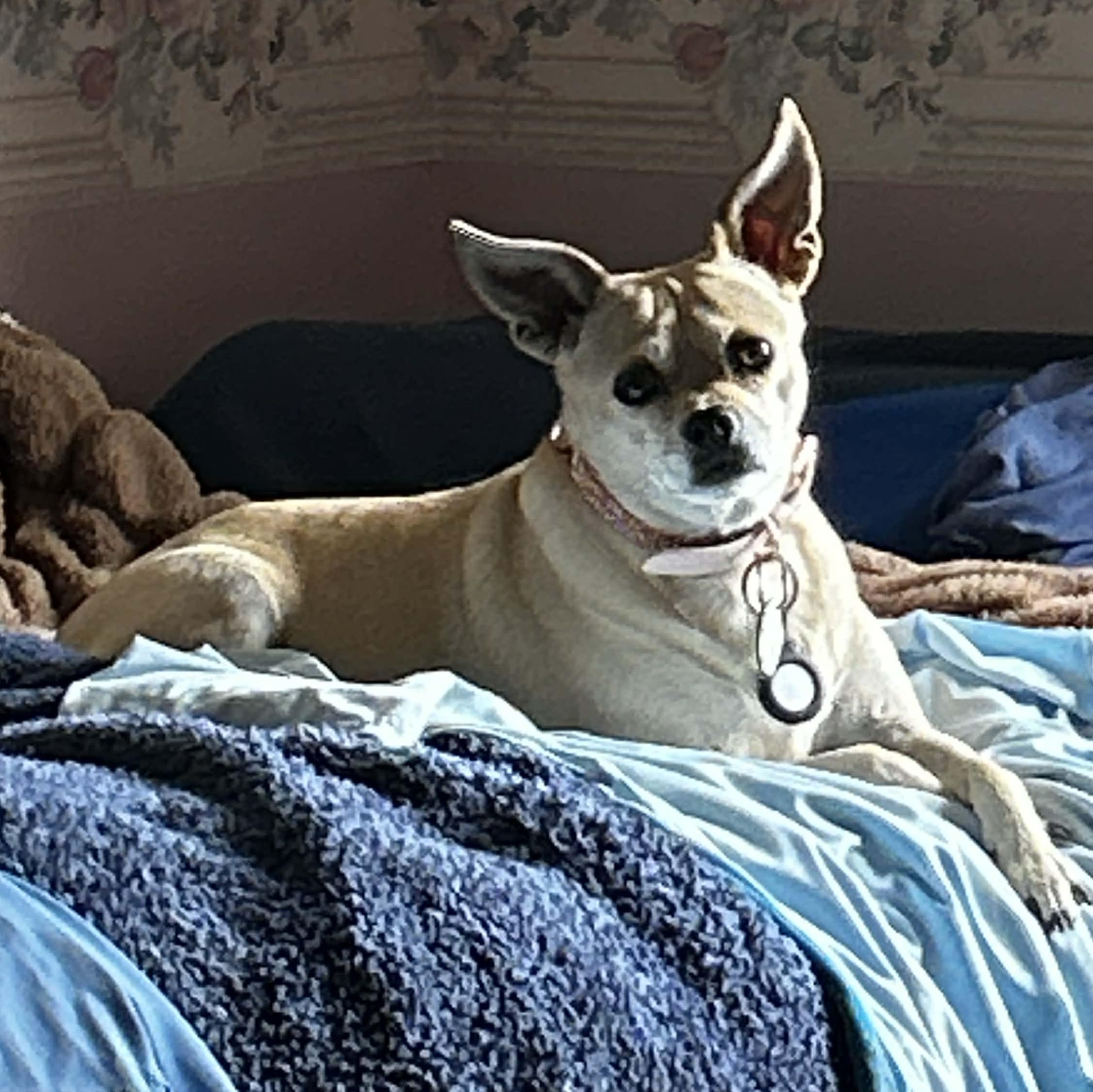 Pixie, a ADOPTABLE mixed breed in Rochester, NY image 3/4
