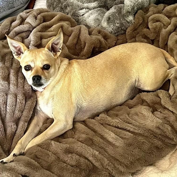 Pixie, a ADOPTABLE mixed breed in Rochester, NY image 5/6
