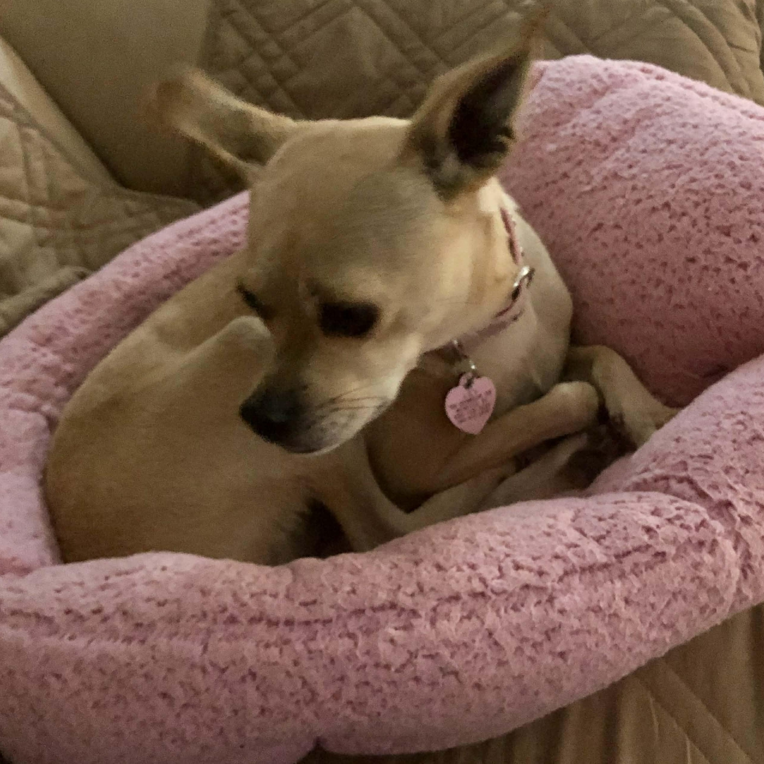 Pixie, a ADOPTABLE mixed breed in Rochester, NY image 4/4
