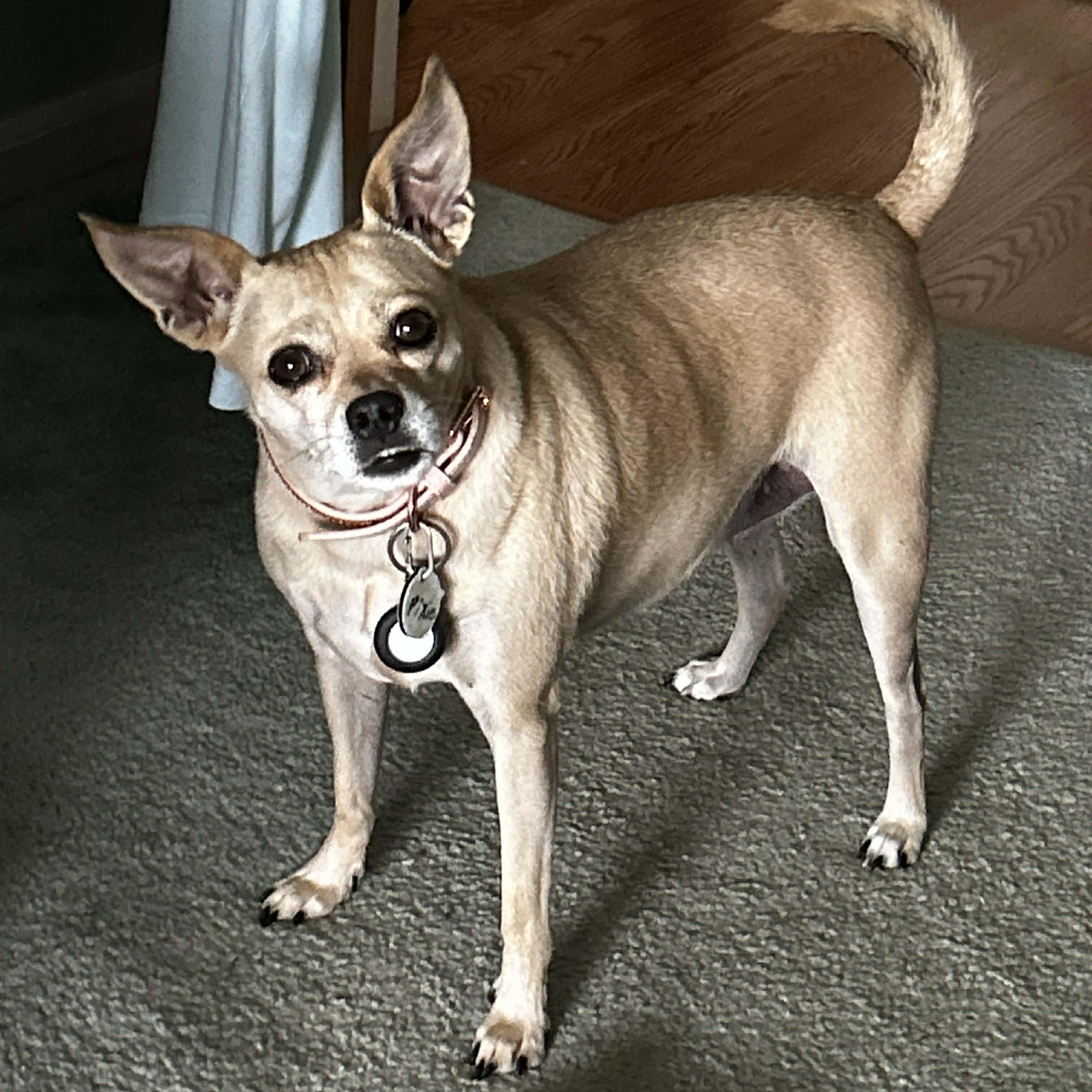 Pixie, ADOPTABLE, Senior Female Chihuahua.