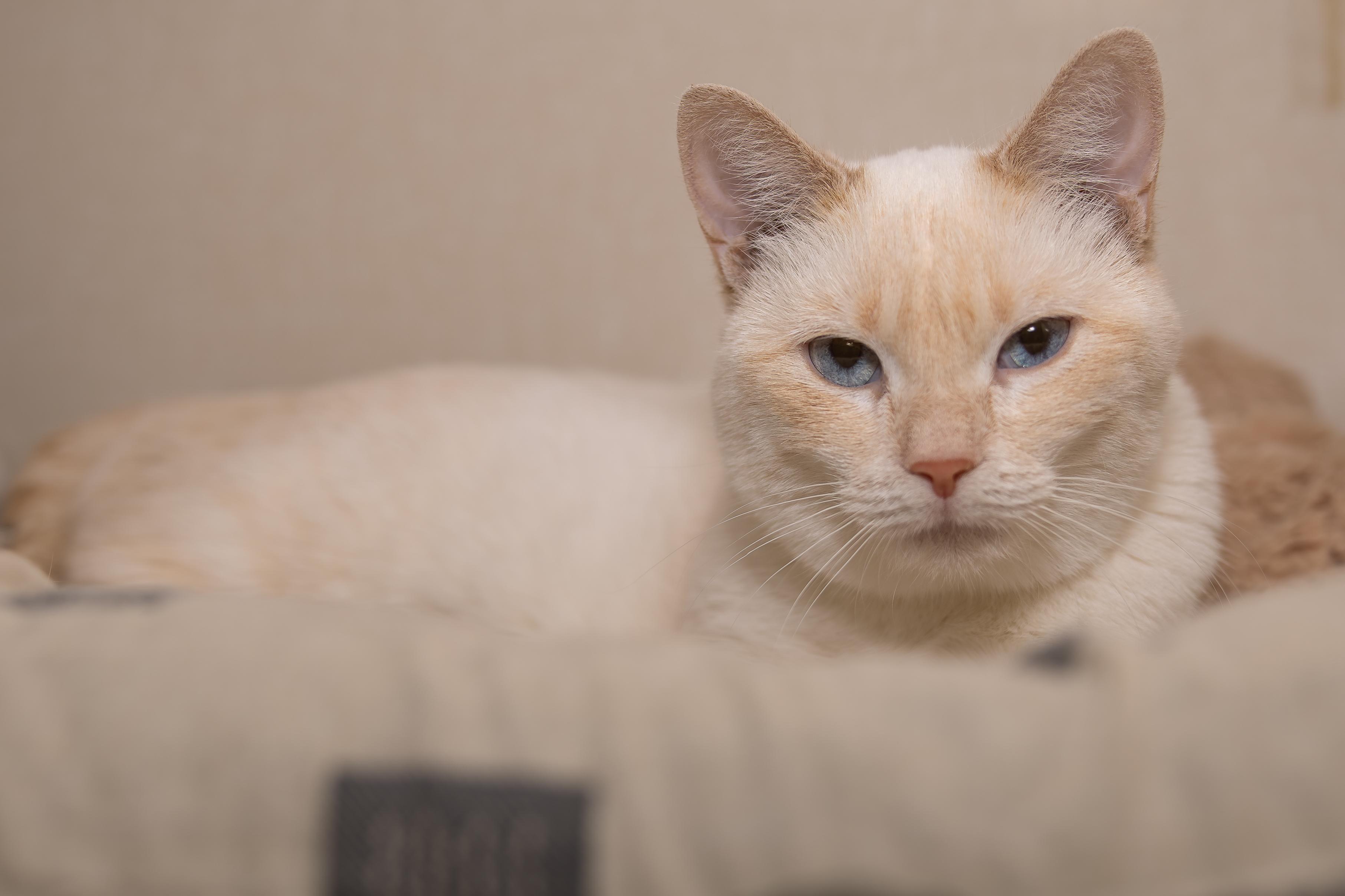 Enlarge Cream, a Adopted mixed breed in Kirkland Lake, ON image 1/3