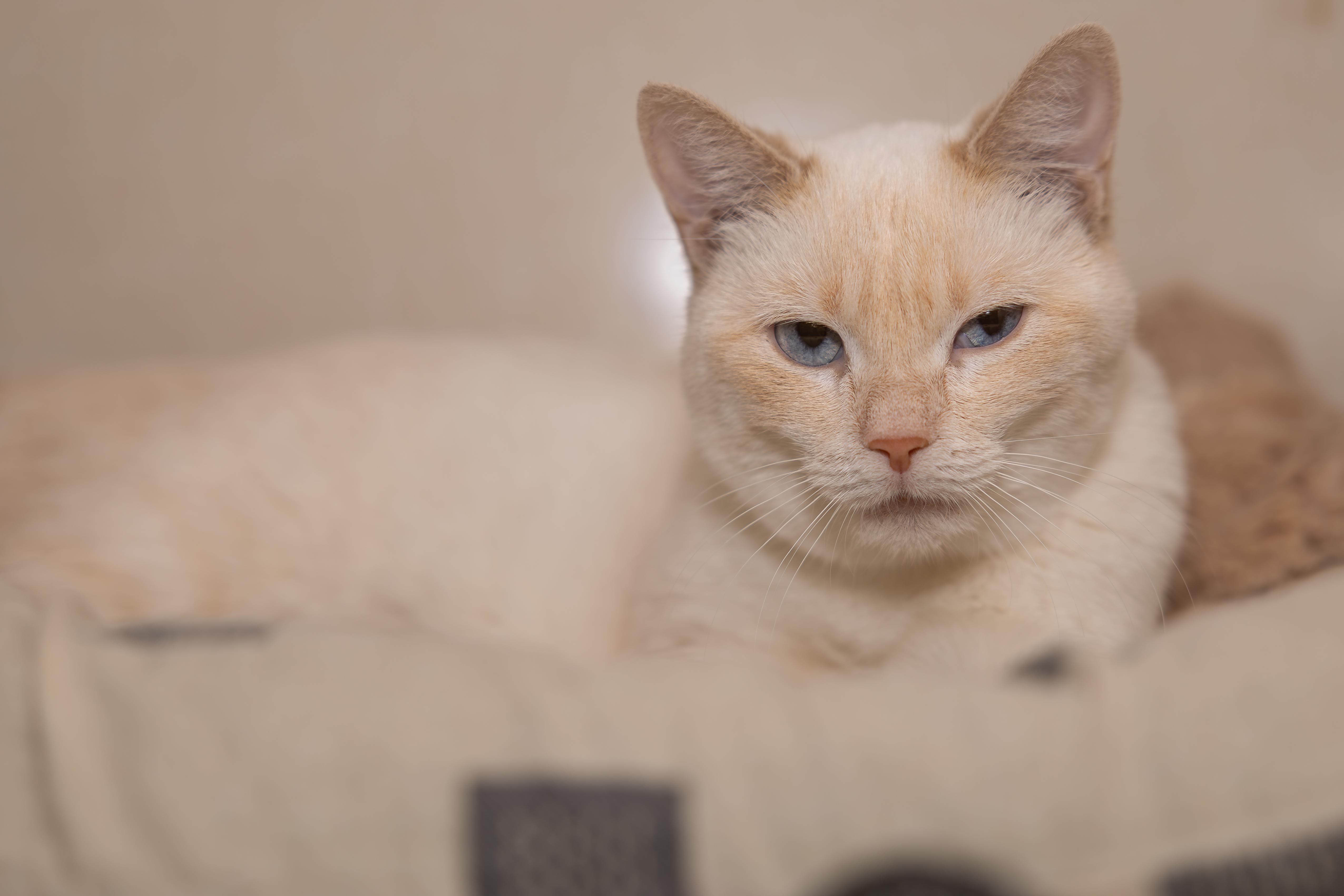 Enlarge Cream, a Adopted mixed breed in Kirkland Lake, ON image 2/3