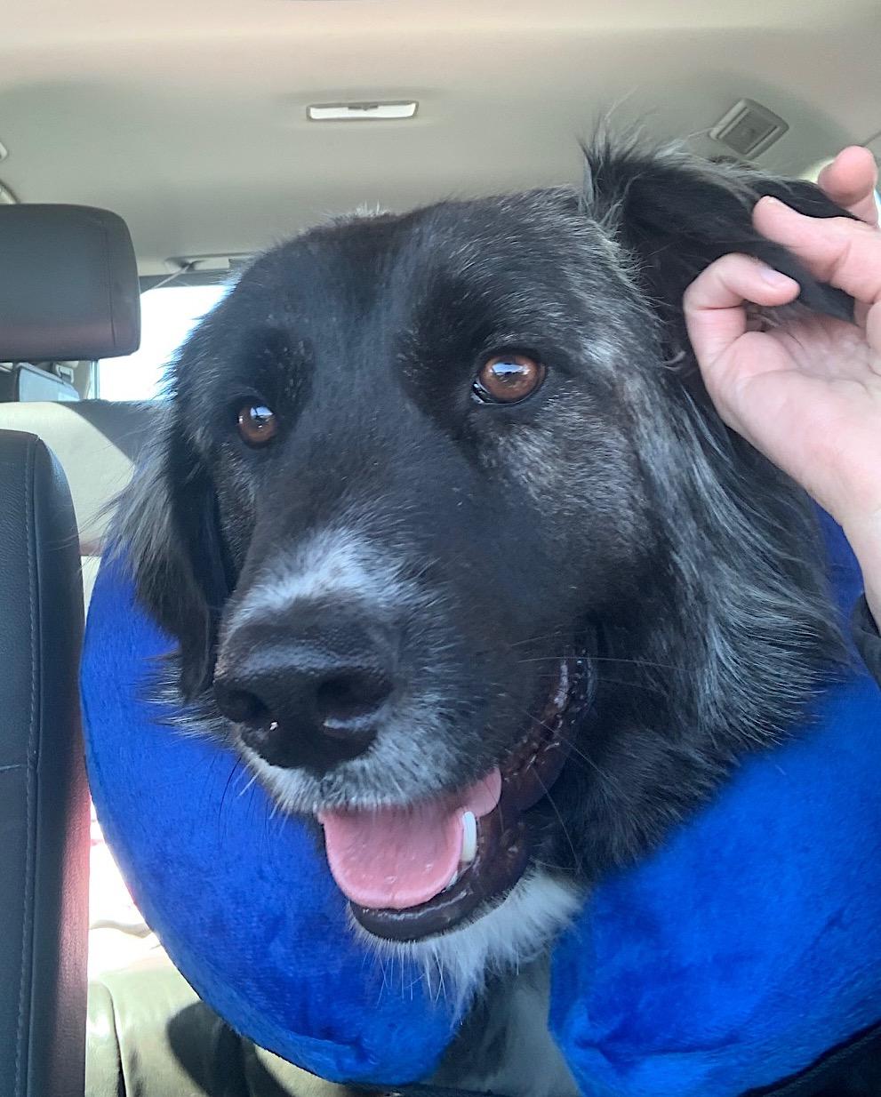 Enlarge Sadie, a Adopted mixed breed in Fayetteville, AR image 1/6