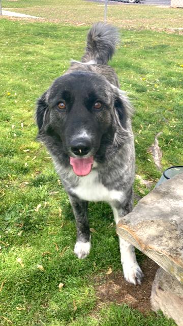 Enlarge Sadie, a Adopted mixed breed in Fayetteville, AR image 2/6