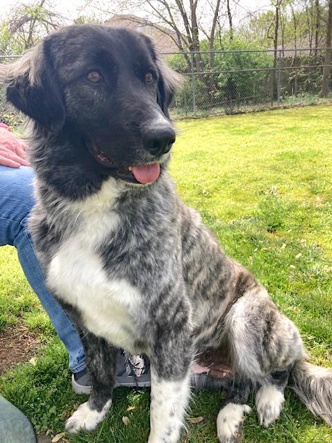 Enlarge Sadie, a Adopted mixed breed in Fayetteville, AR image 4/6