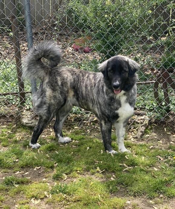 Enlarge Sadie, a Adopted mixed breed in Fayetteville, AR image 6/6