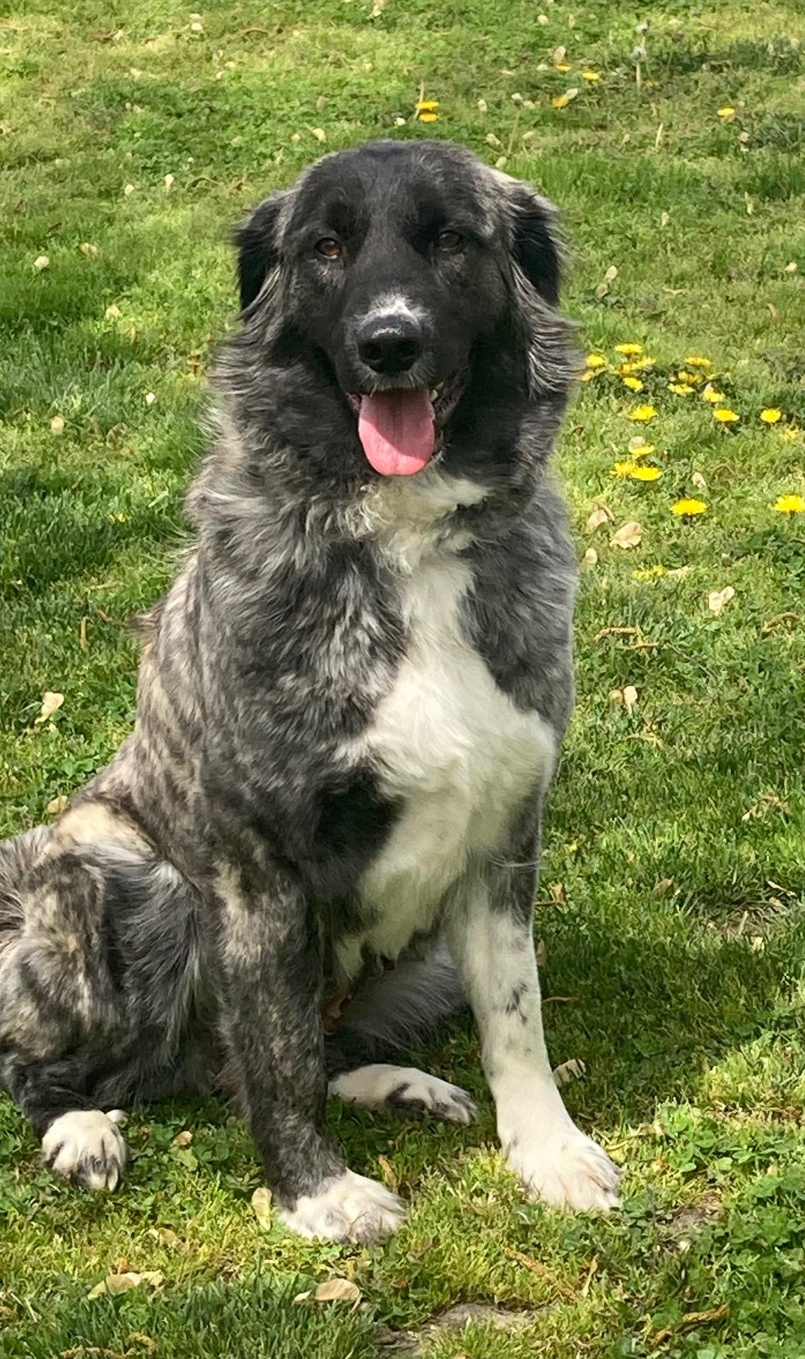 Enlarge Sadie, a Adopted mixed breed in Fayetteville, AR image 5/6