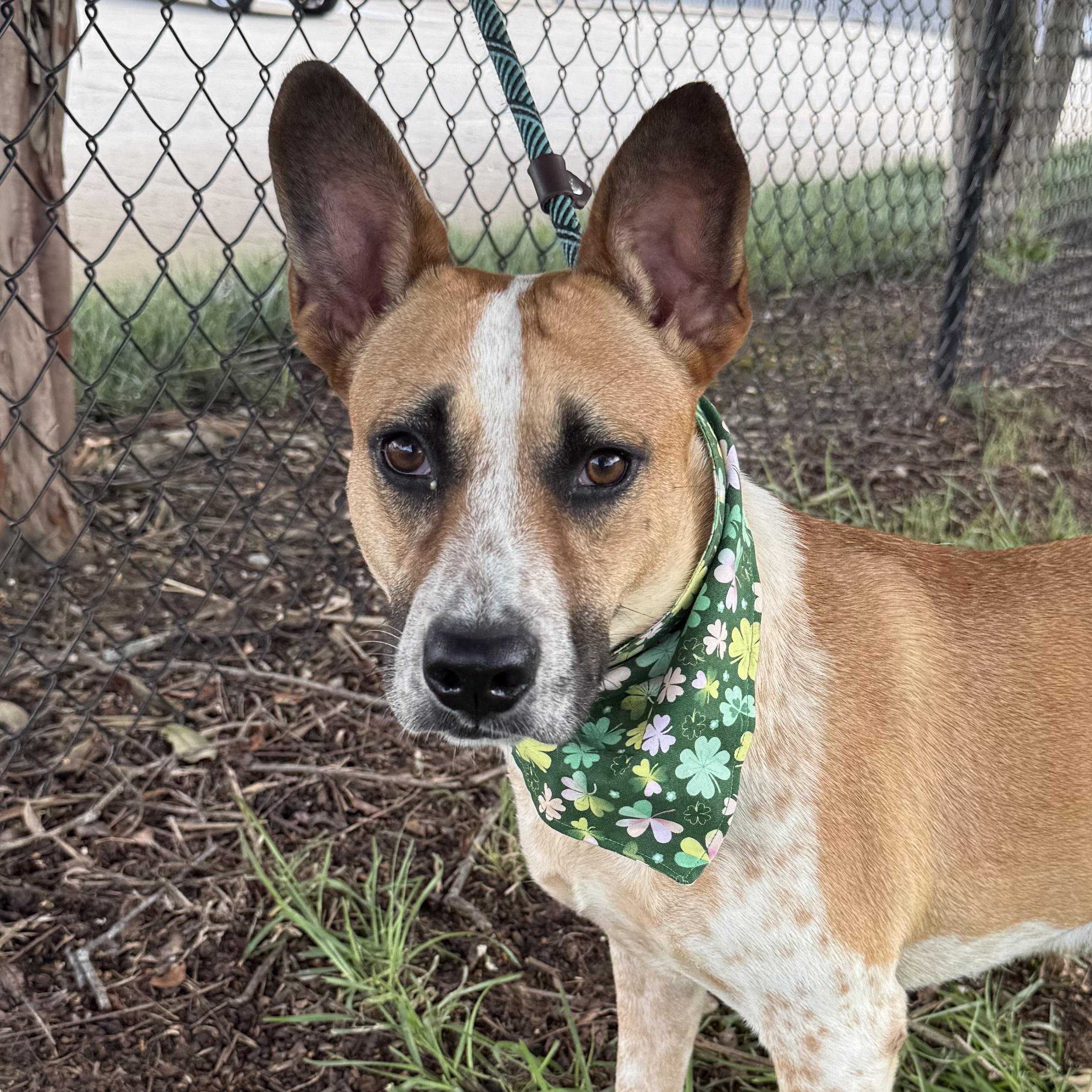 Enlarge Harriet, a Adoptable mixed breed in Smithtown, NY image 6/6