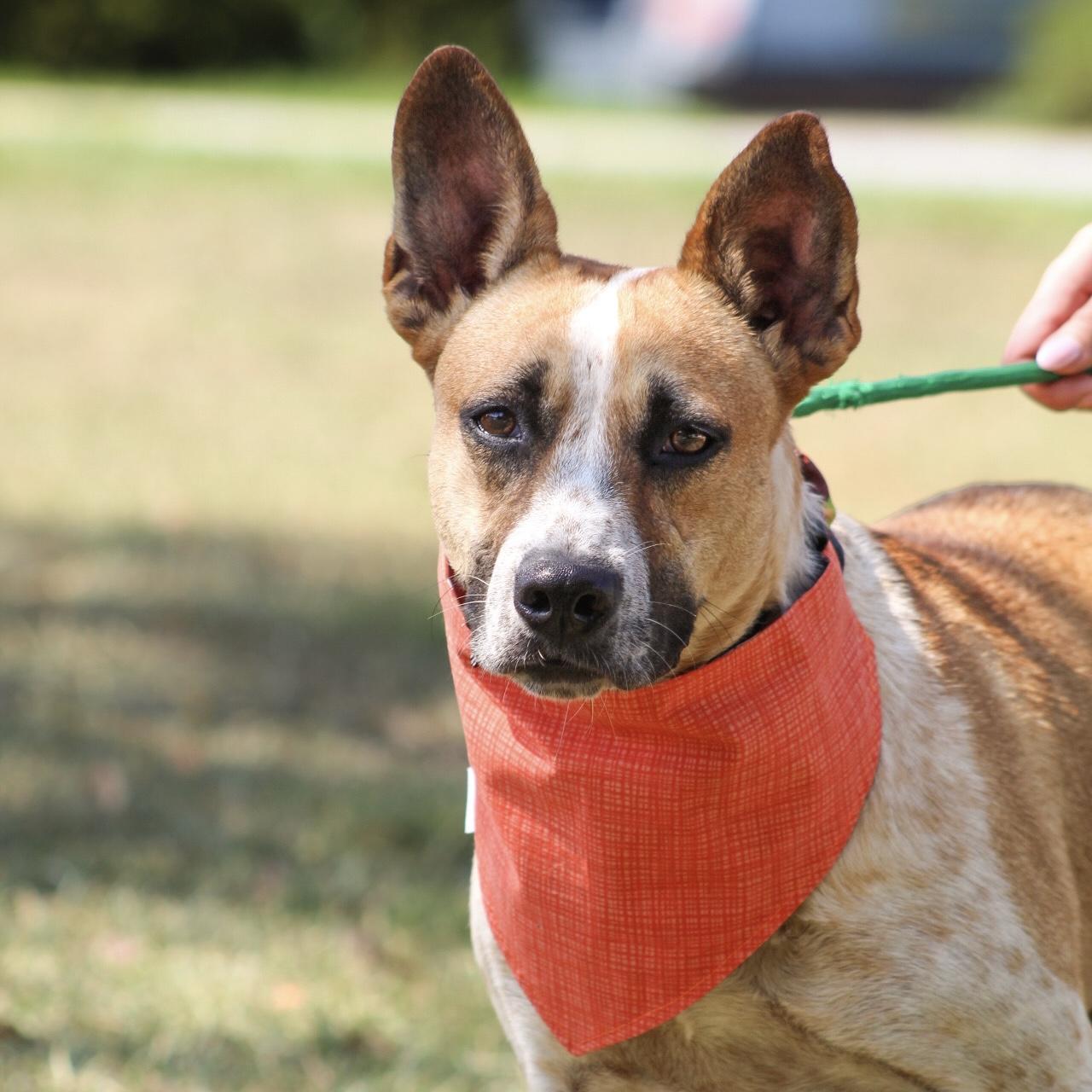 Harriet, Adoptable, Adult Female Cattle Dog.