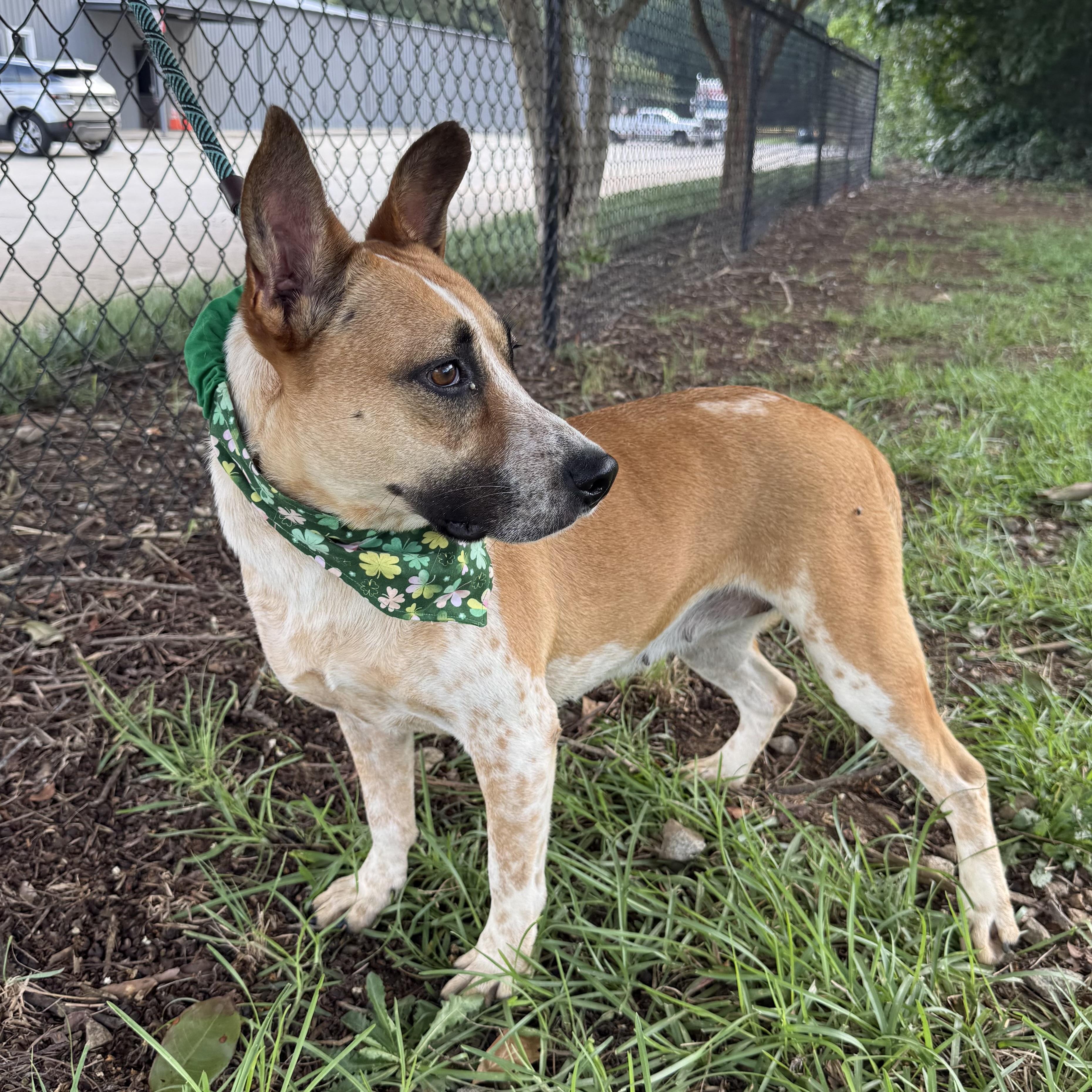 Enlarge Harriet, a Adoptable mixed breed in Smithtown, NY image 3/6