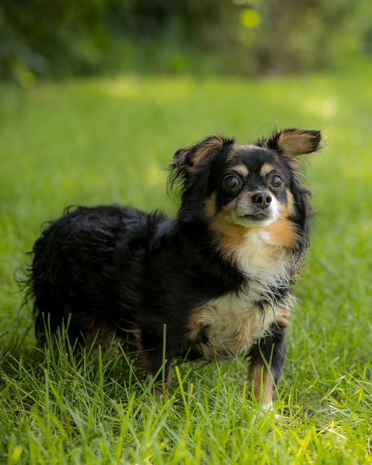 METEOR (0069), adopted, Adult Male Chihuahua.