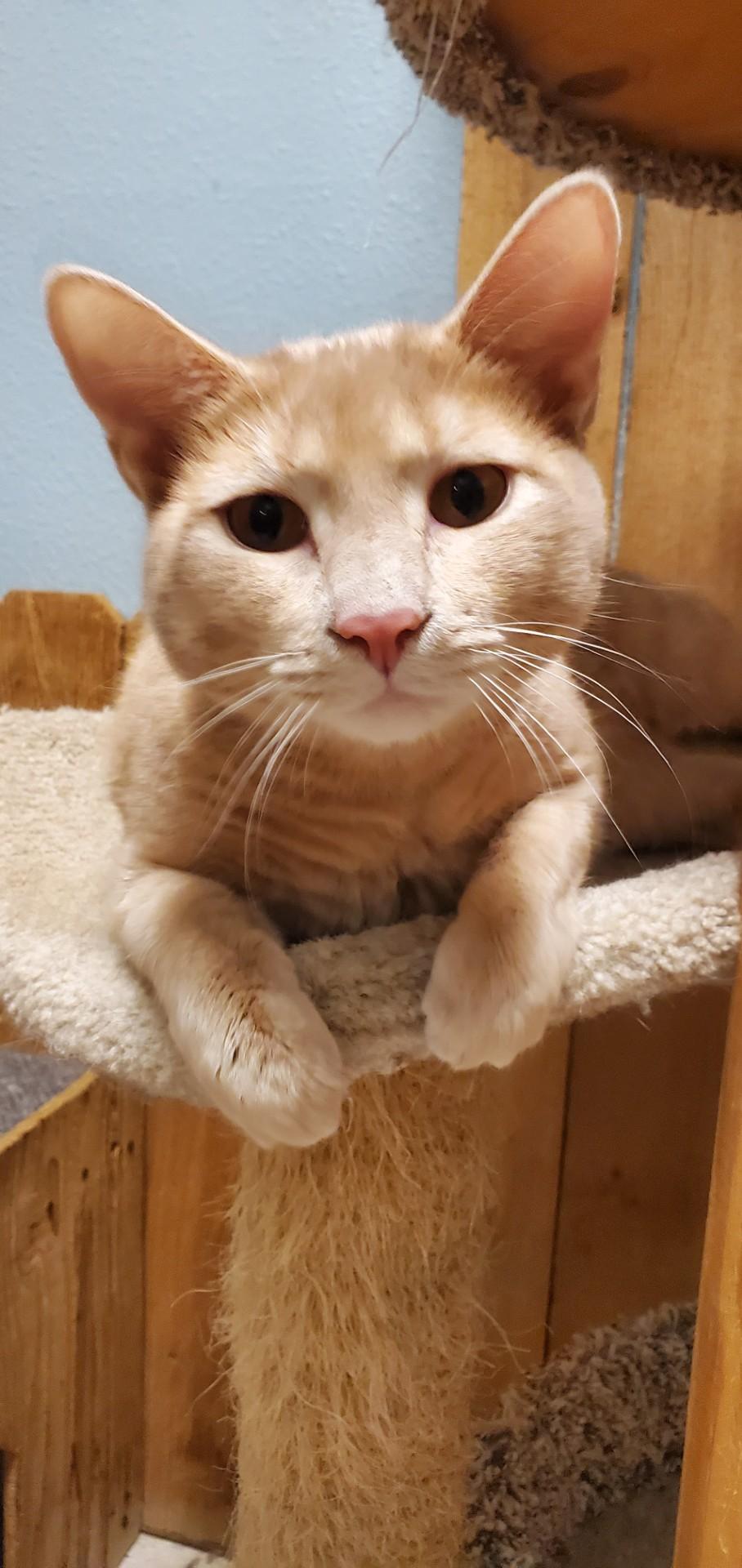 Enlarge Peach, a ADOPTABLE Domestic Short Hair in Spokane, WA image 2/2