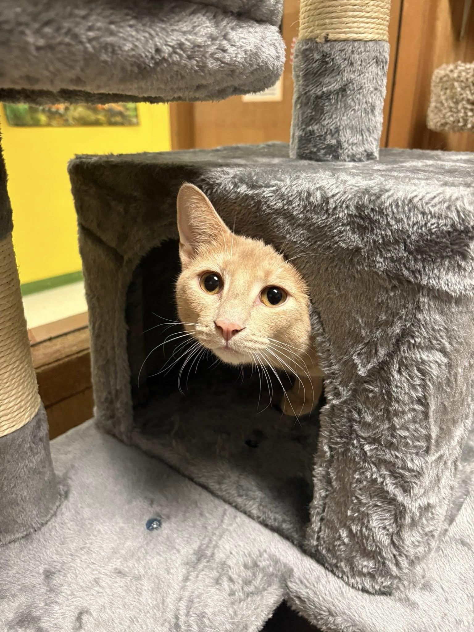 Peach, ADOPTABLE, Young Female Domestic Short Hair.