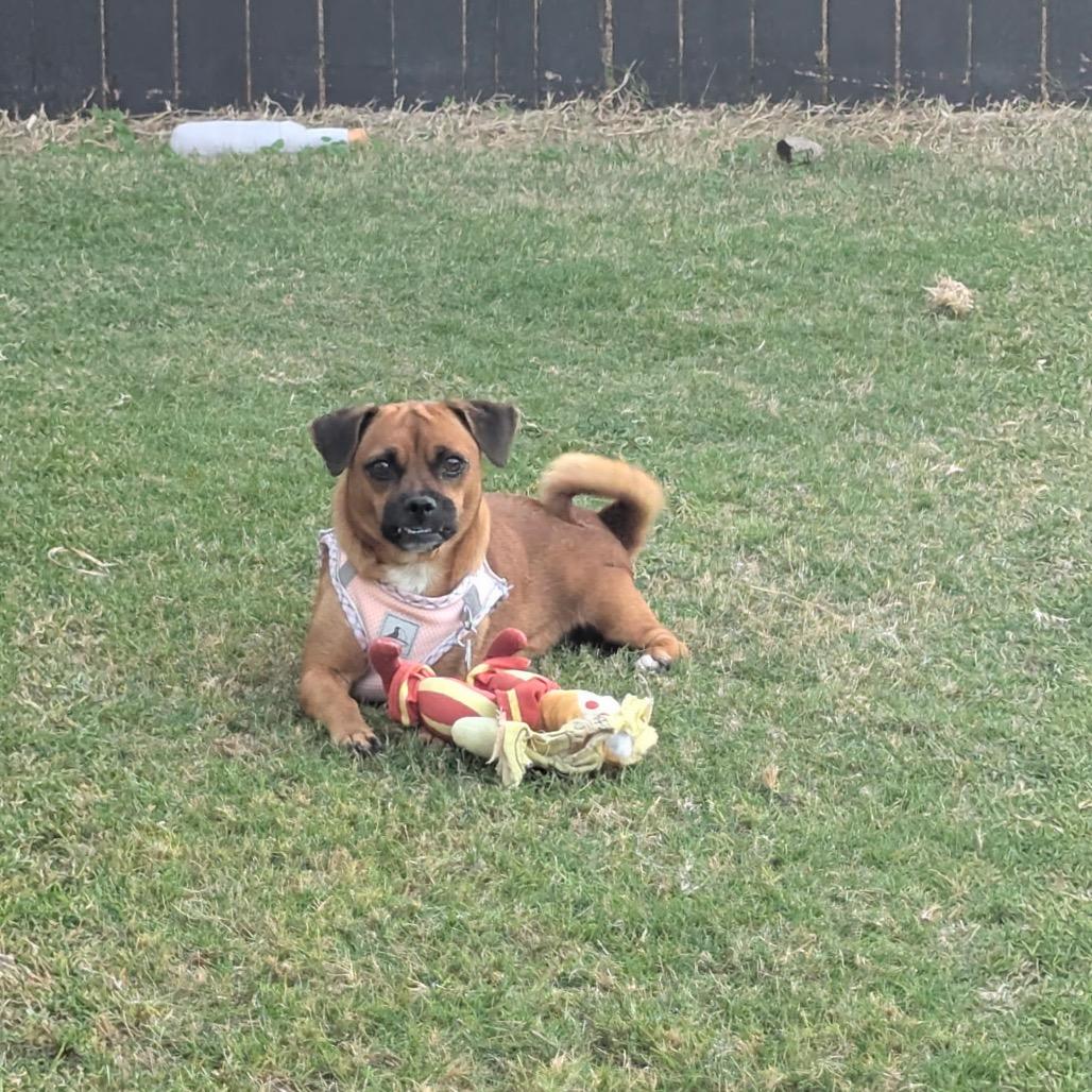 Baby Saja, Adoptable, Puppy Male Pug & Mixed Breed.