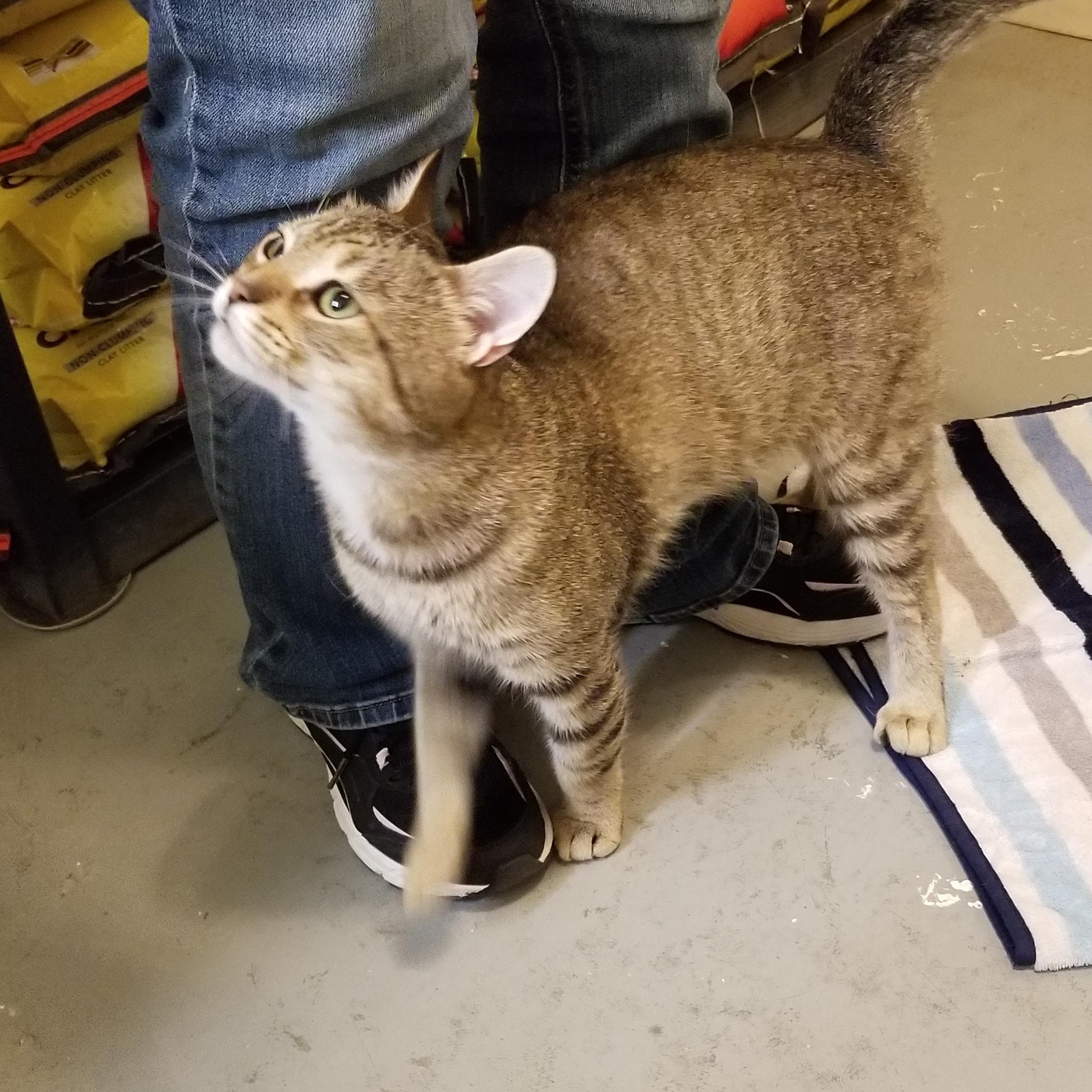 Julian, an adoptable Domestic Short Hair in Manistique, MI, 49854 | Photo Image 1