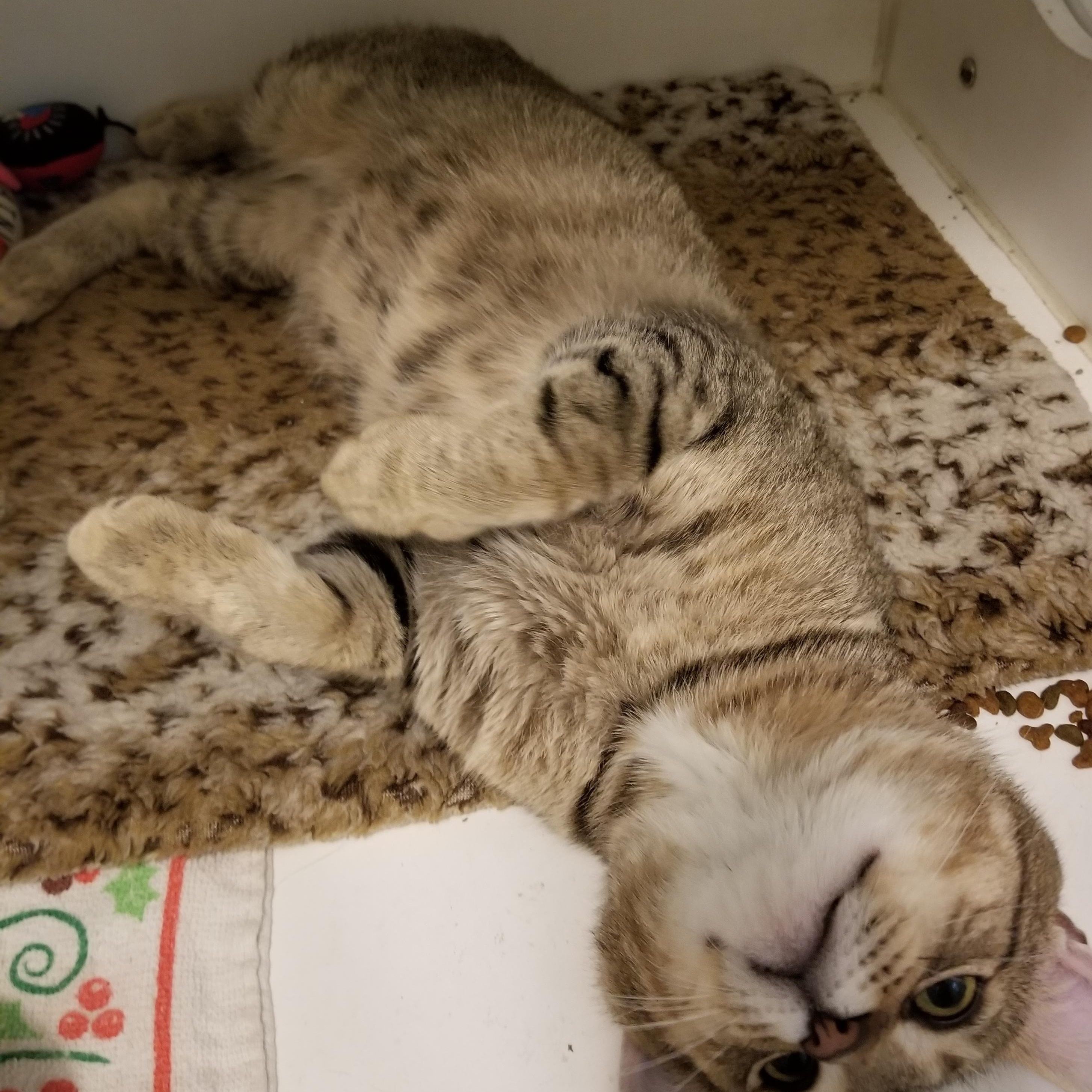 Julian, an adoptable Domestic Short Hair in Manistique, MI, 49854 | Photo Image 3