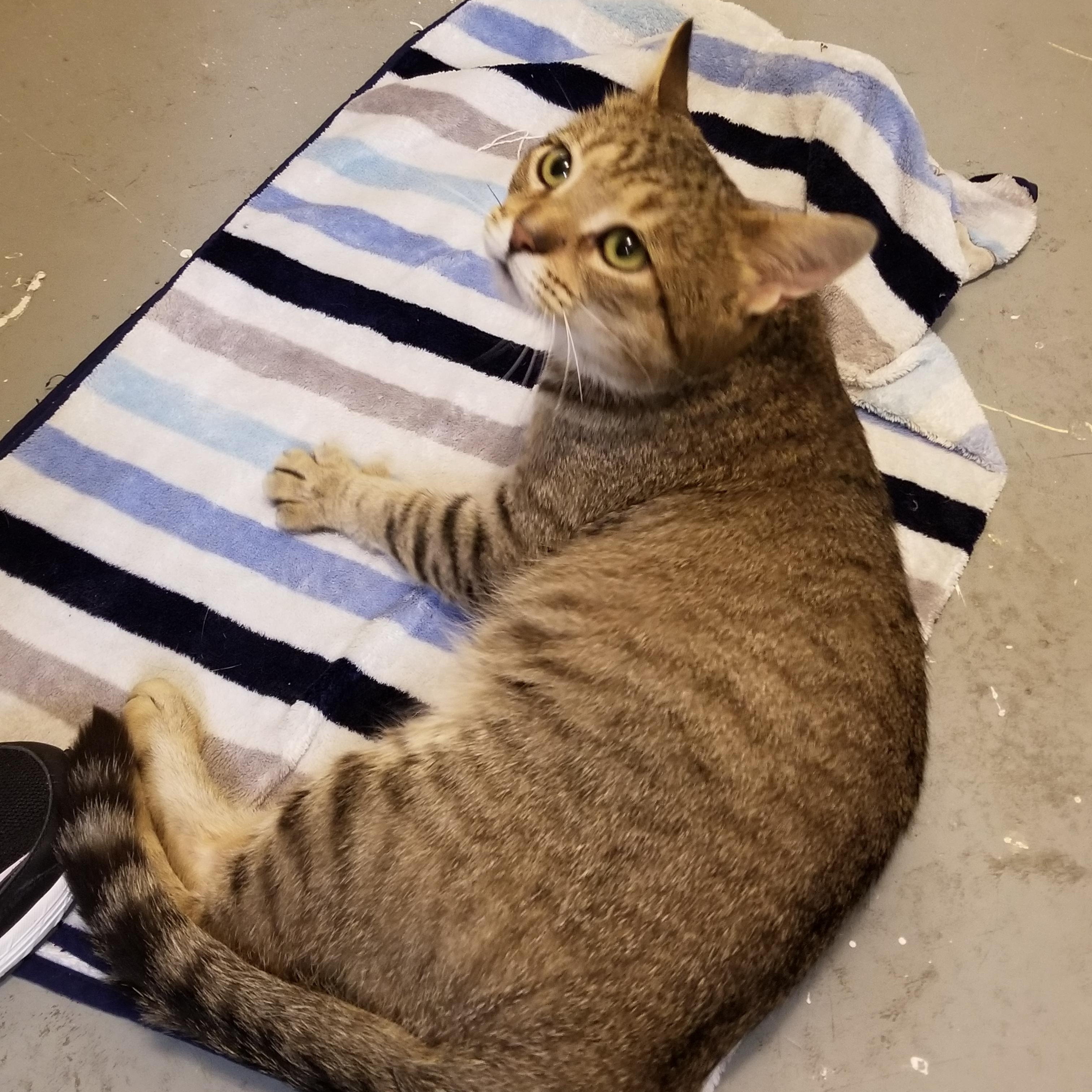 Julian, an adoptable Domestic Short Hair in Manistique, MI, 49854 | Photo Image 4