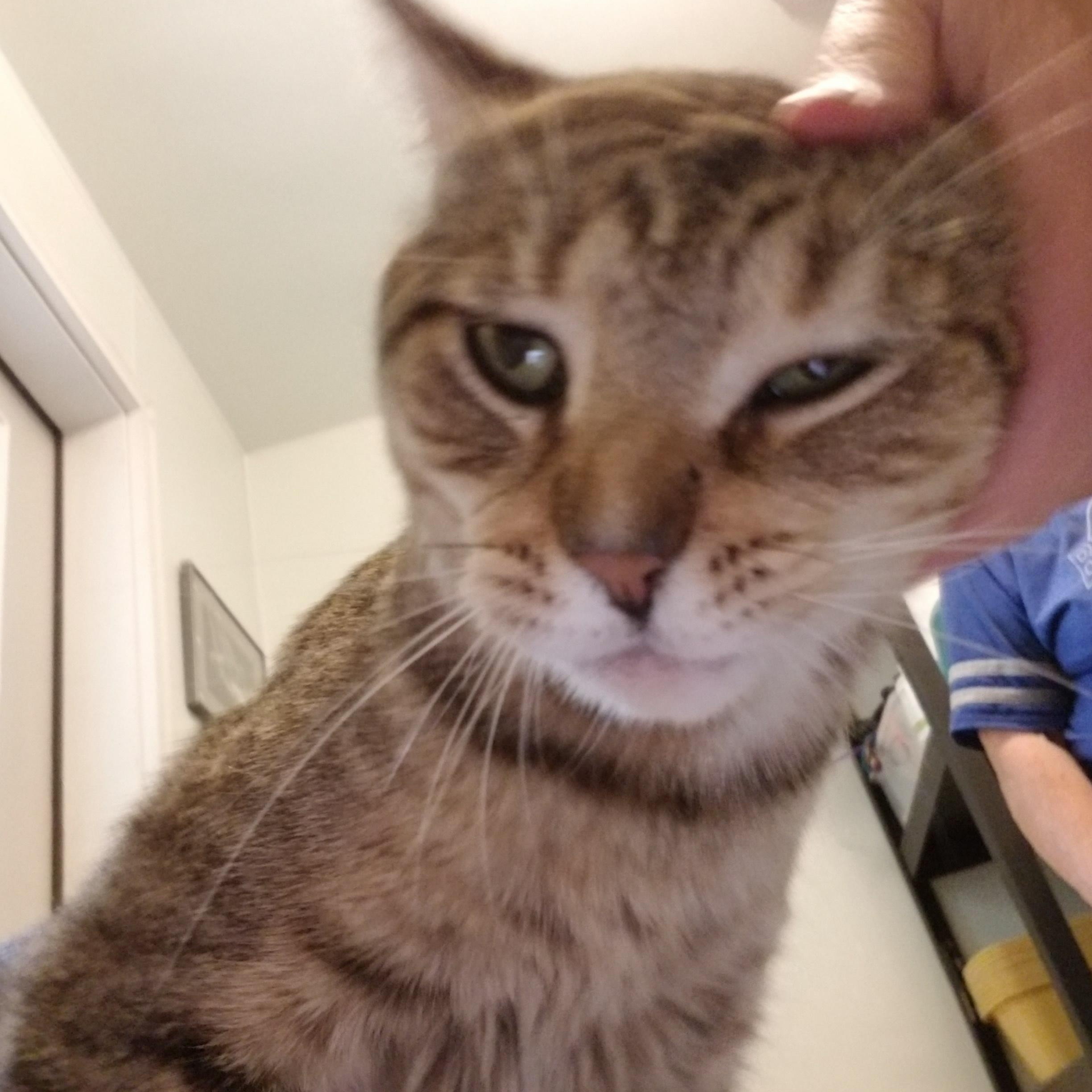 Julian, an adoptable Domestic Short Hair in Manistique, MI, 49854 | Photo Image 2