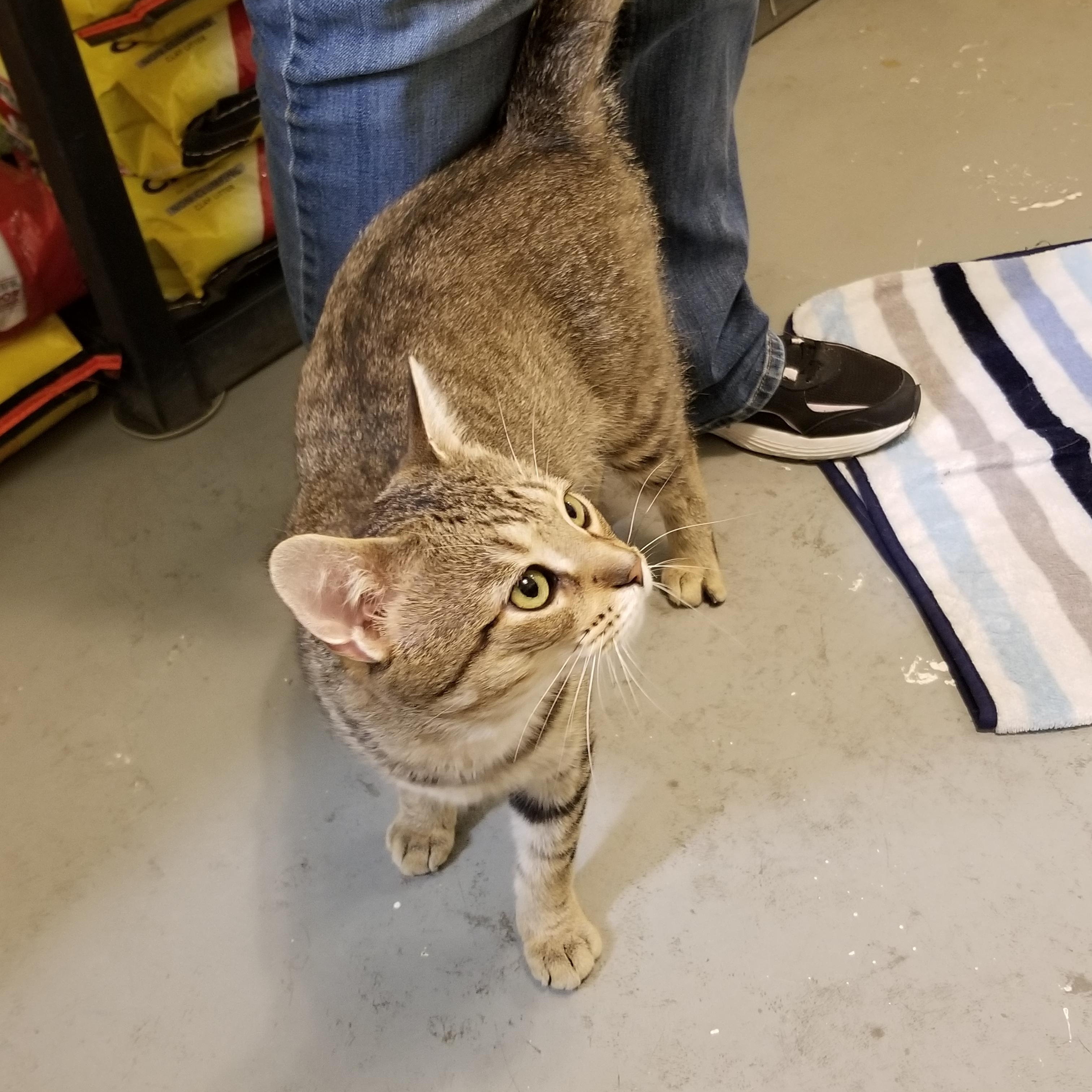 Julian, an adoptable Domestic Short Hair in Manistique, MI, 49854 | Photo Image 5