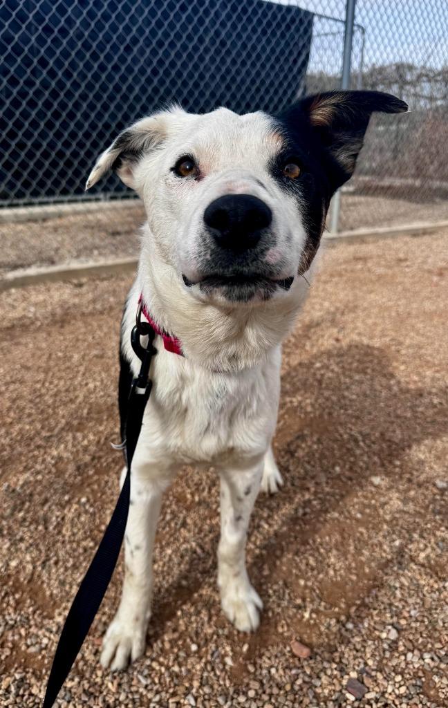 Enlarge Clovus, a Adoptable Border Collie in Gillette, WY image 1/1