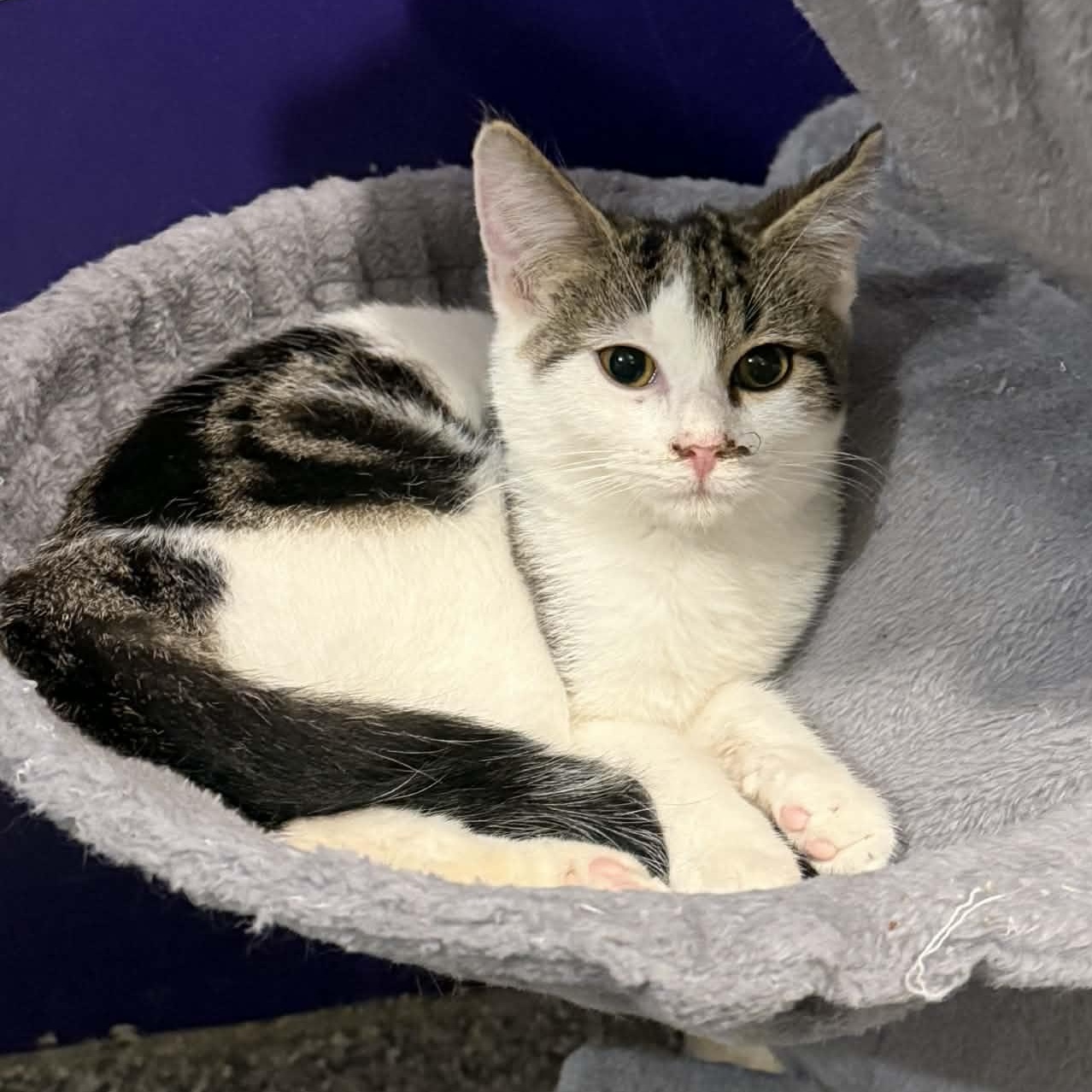 Leaf, ADOPTABLE, Kitten Male Tabby & Domestic Short Hair.