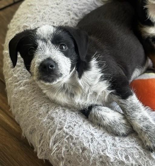 Enlarge Luis, an adopted mixed breed in El Reno, OK image 1/1