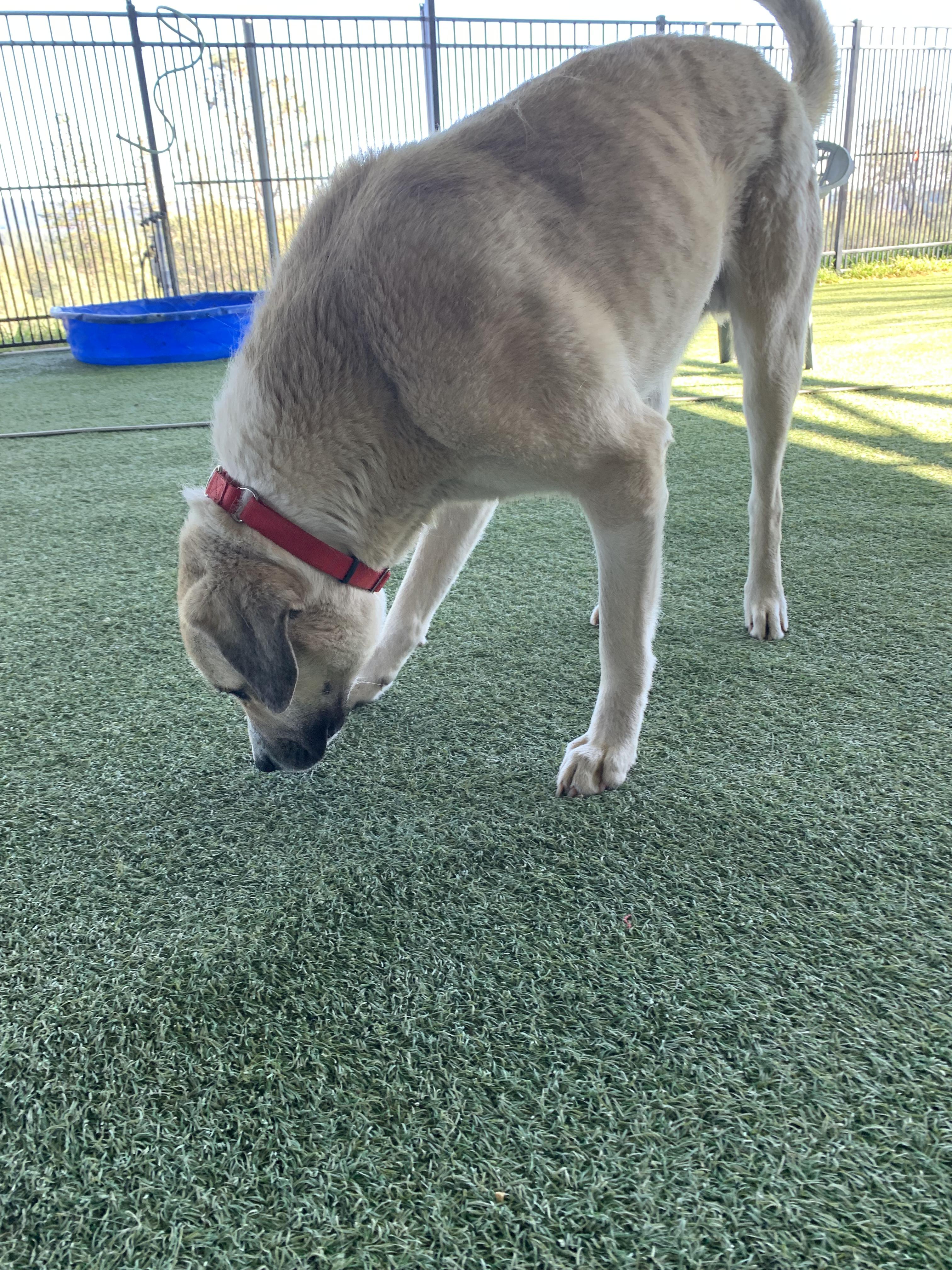 Enlarge Chutters, a ADOPTABLE mixed breed in Grass Valley, CA image 2/6