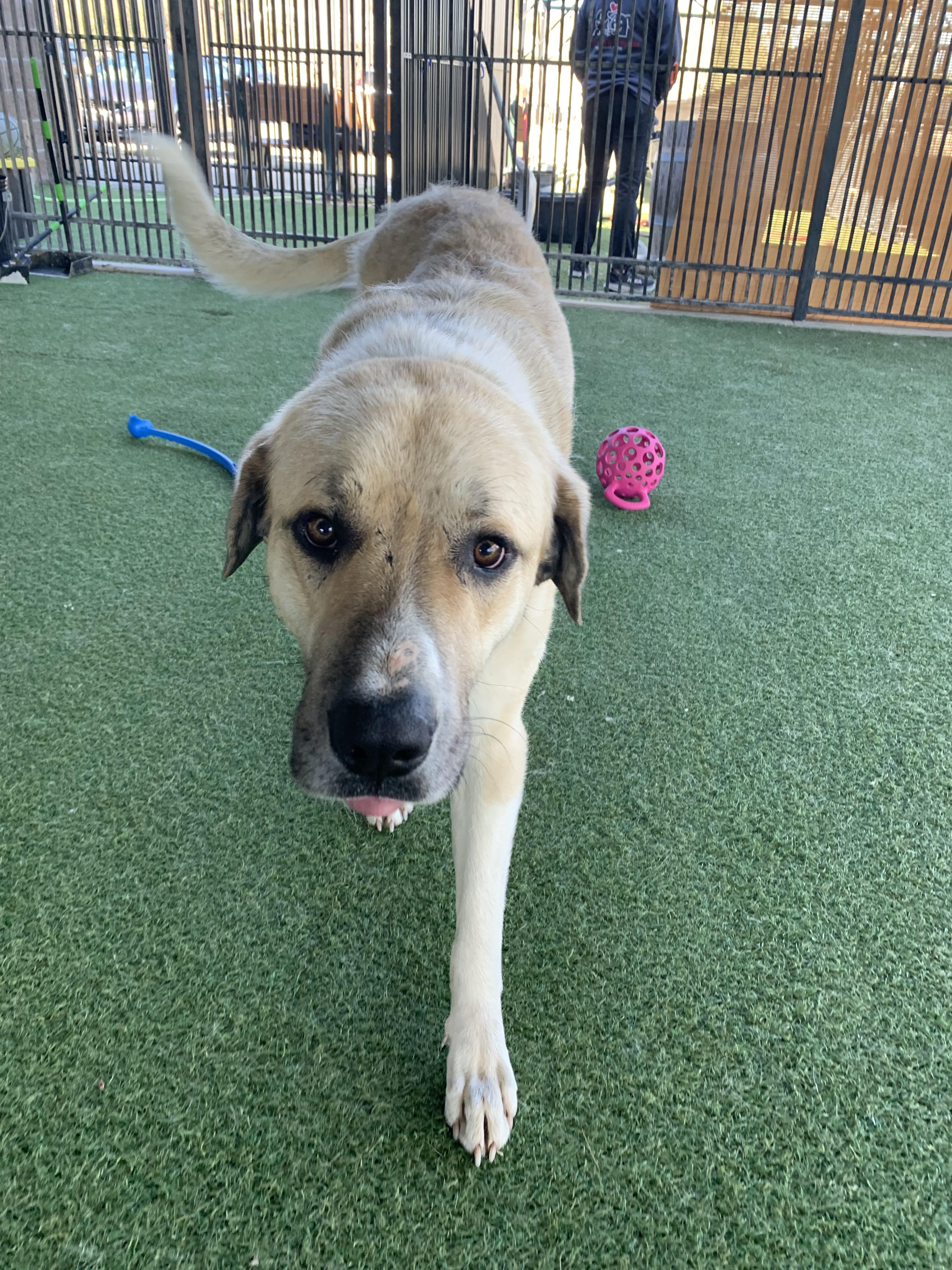 Enlarge Chutters, a ADOPTABLE mixed breed in Grass Valley, CA image 1/6