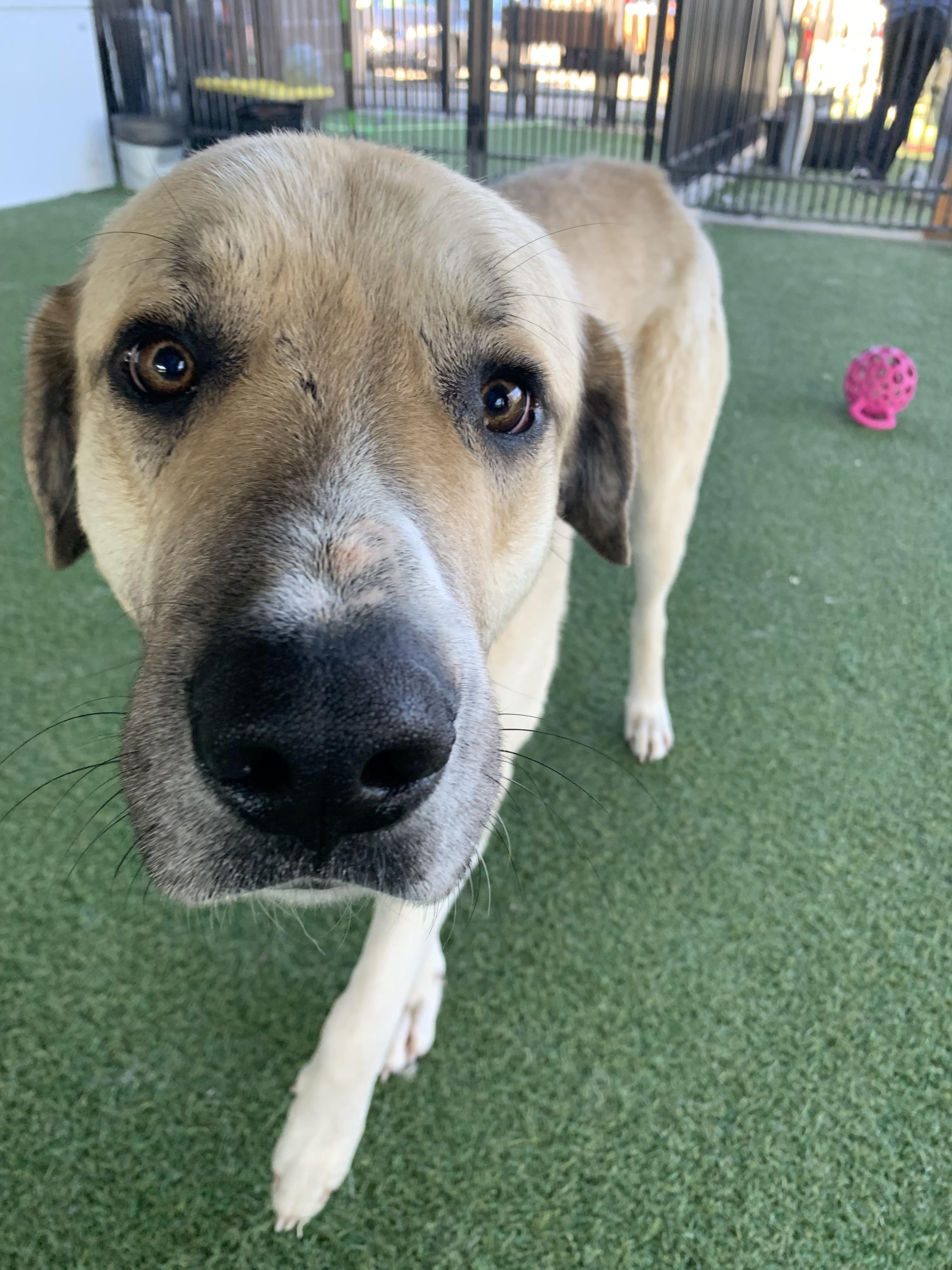Enlarge Chutters, a ADOPTABLE mixed breed in Grass Valley, CA image 3/6
