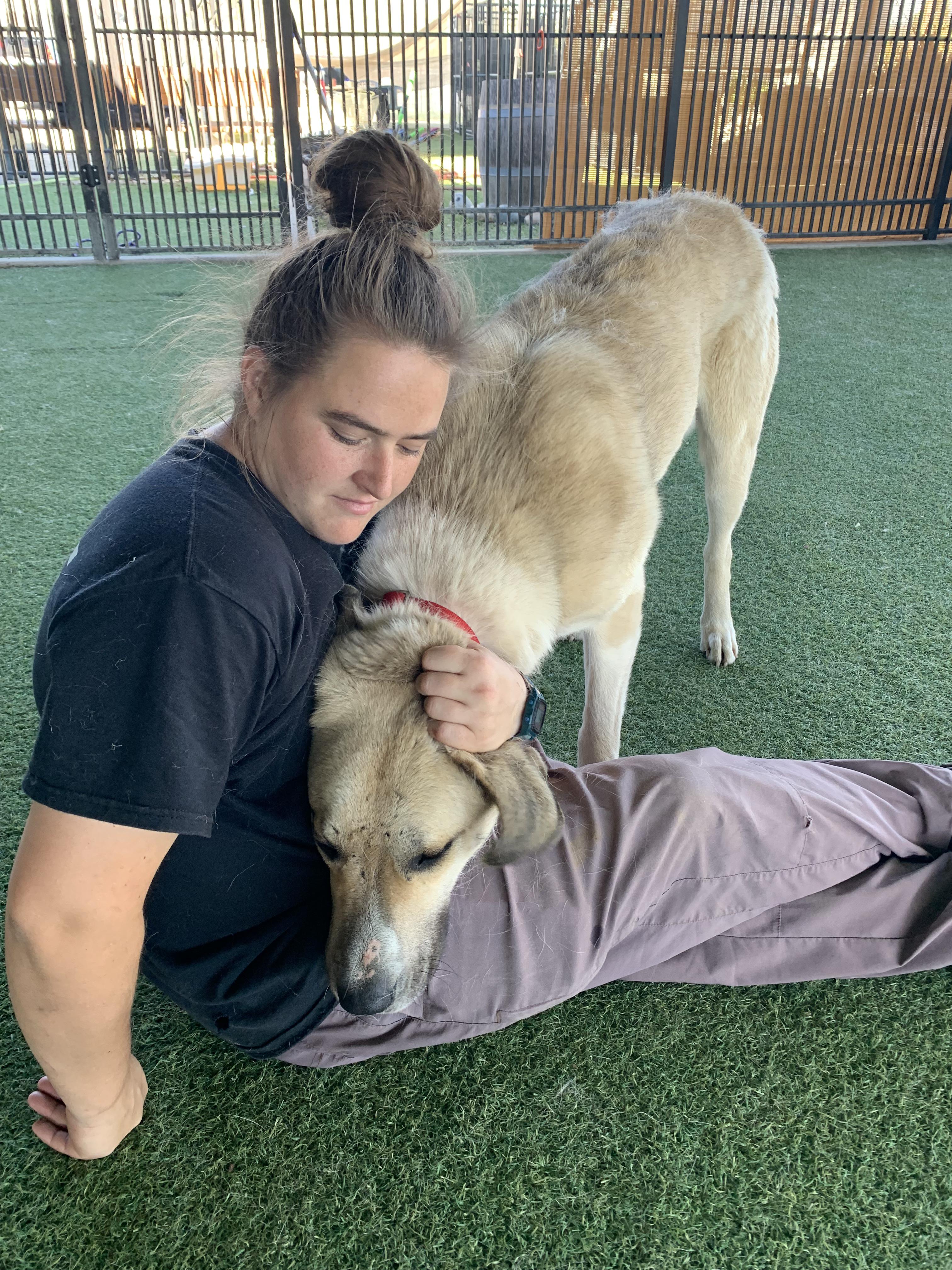 Enlarge Chutters, a ADOPTABLE mixed breed in Grass Valley, CA image 6/6