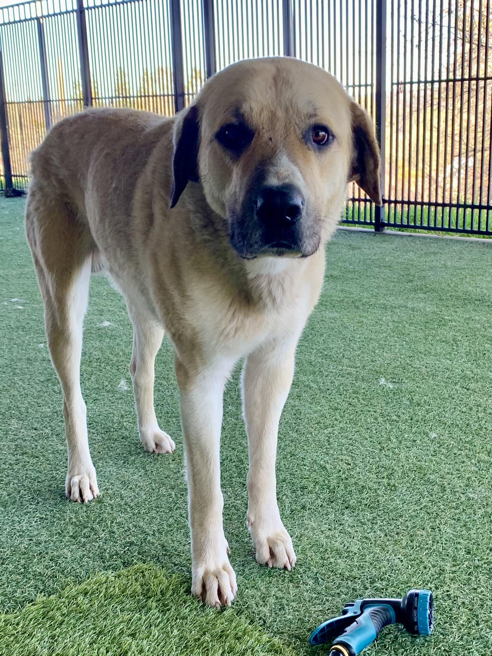 Enlarge Chutters, a ADOPTABLE mixed breed in Grass Valley, CA image 5/6